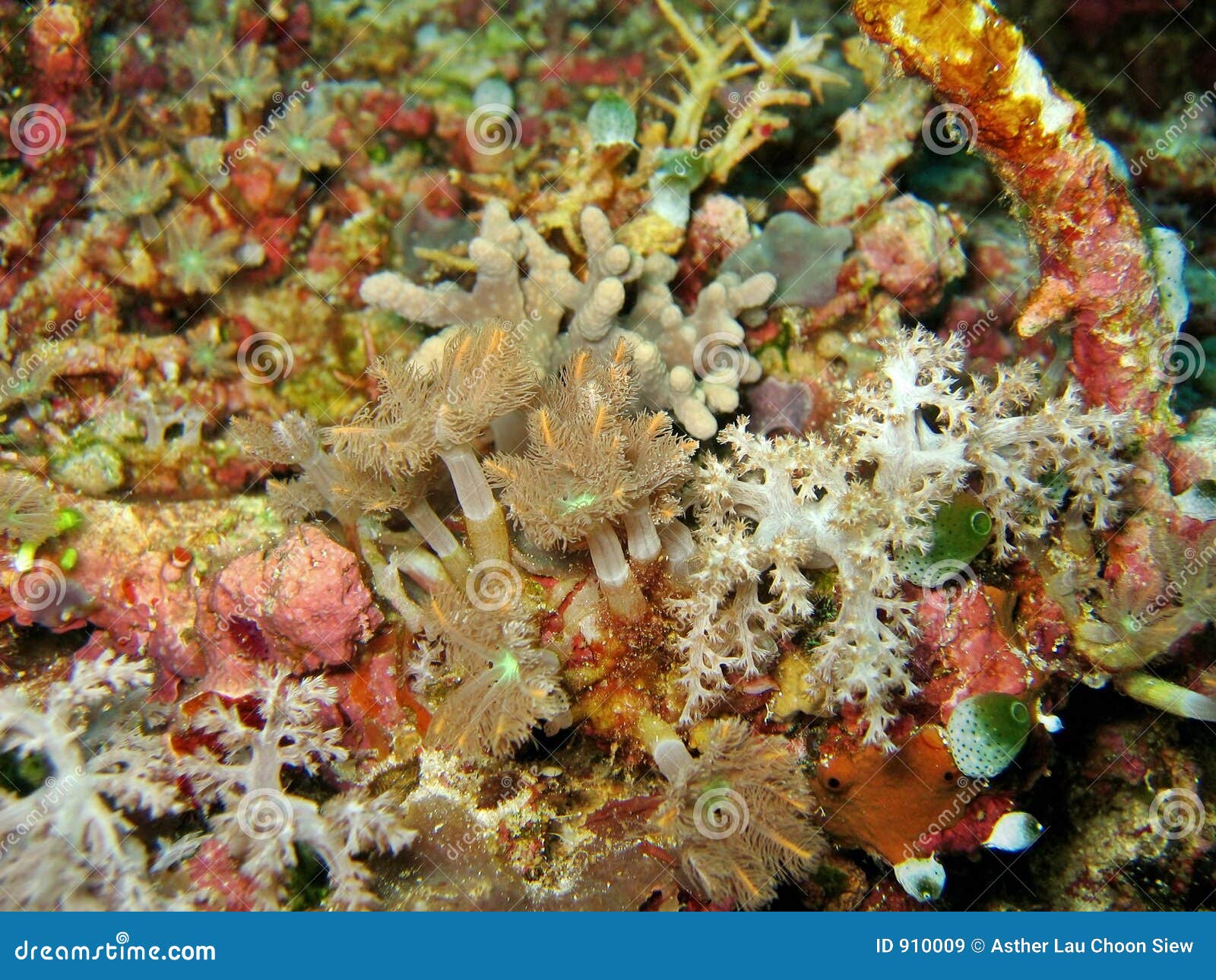 Soft Corals Collection stock image. Image of underwater 910009