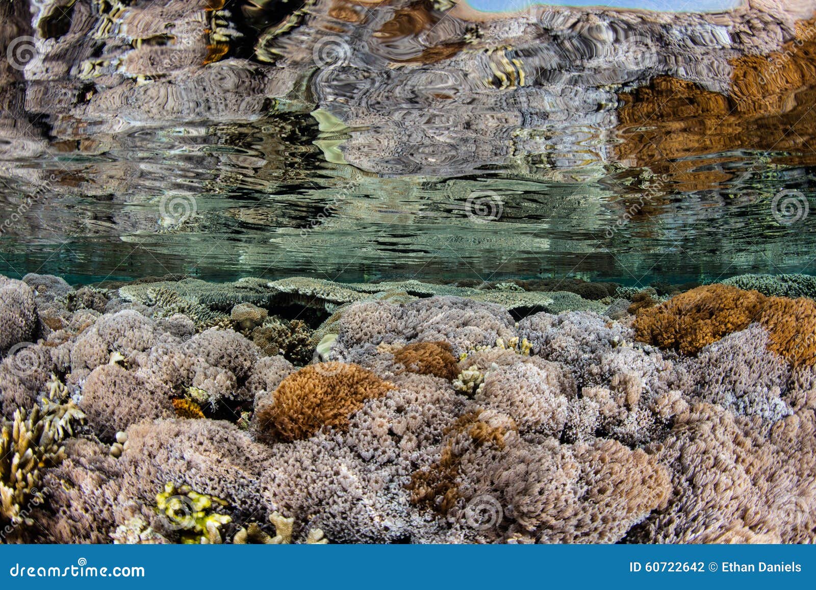 soft corals in shallows of komodo national park