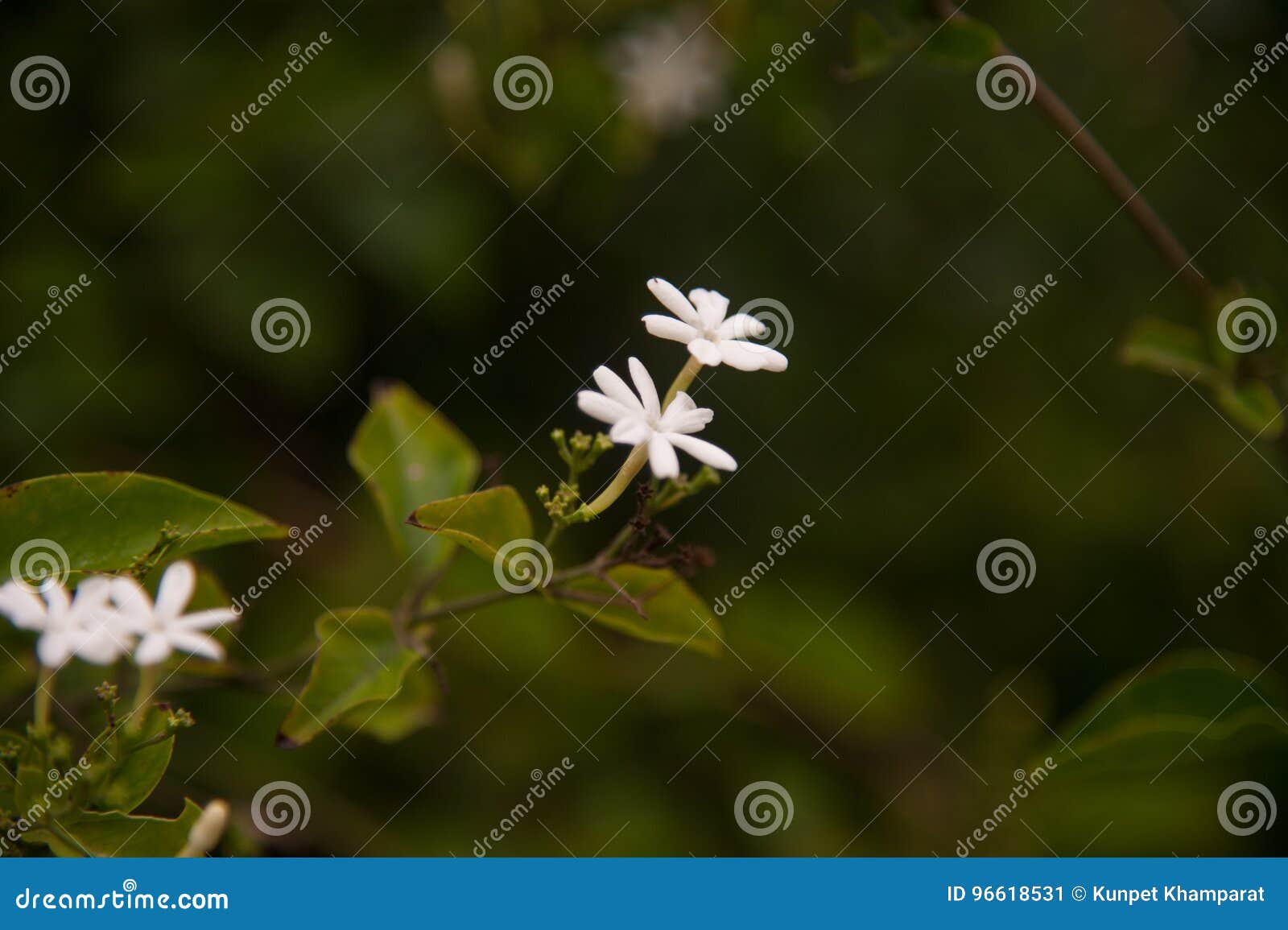 The Soft Focus the Beautiful of Scented Star Jasmine. Stock Image Image of perfume, tree 96618531