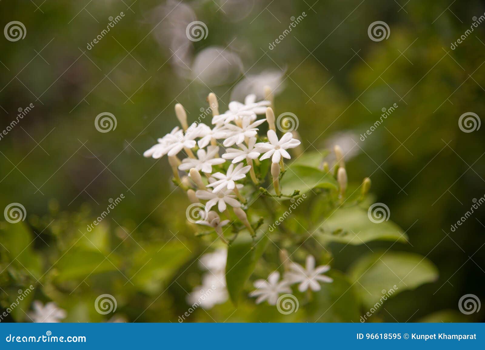 The Soft Focus the Beautiful of Scented Star Jasmine. Stock Image