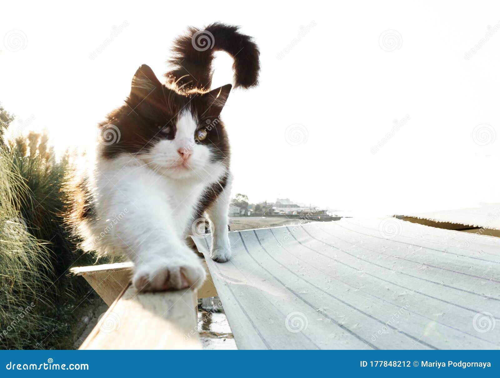 Soft Focus. the Blackandwhite Cat Stretched Out Foot Forward and