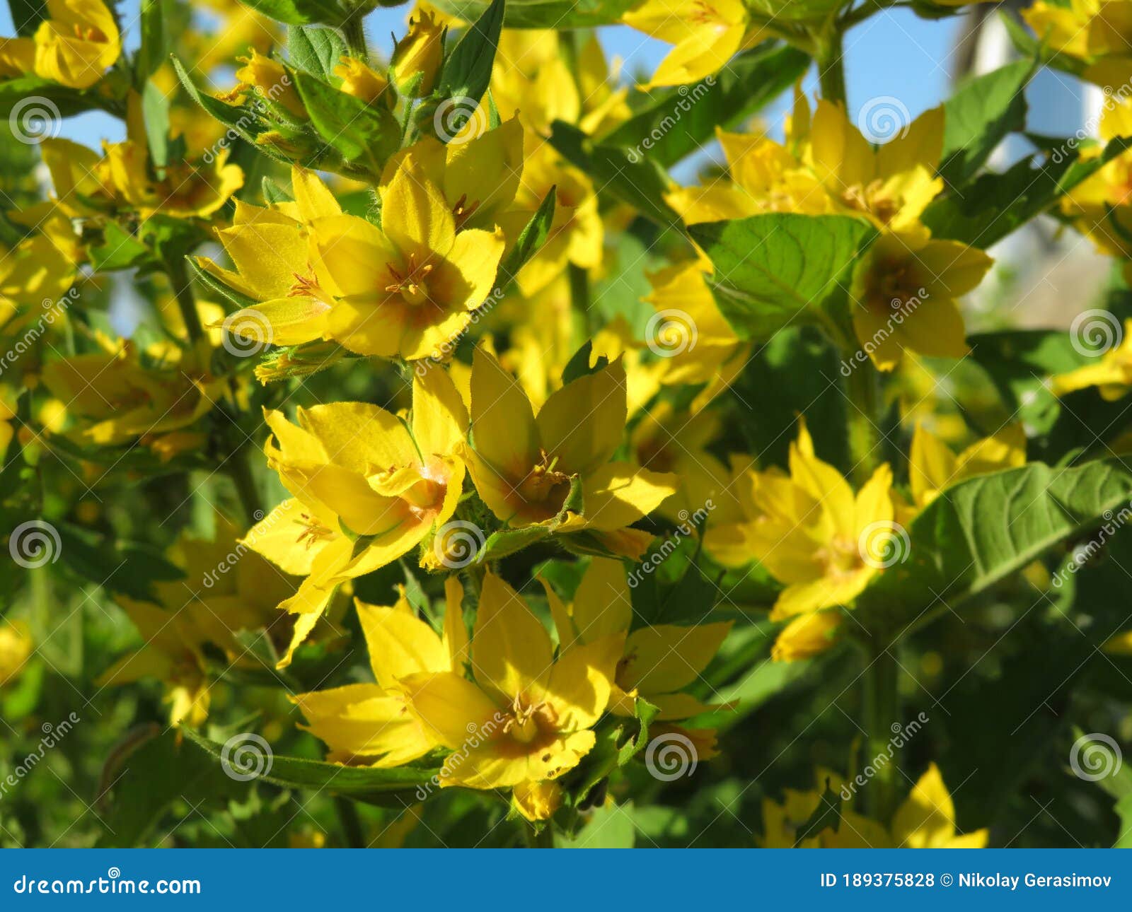 Soft Focus Close Up of Small Yellow Flowers Stock Photo Image of