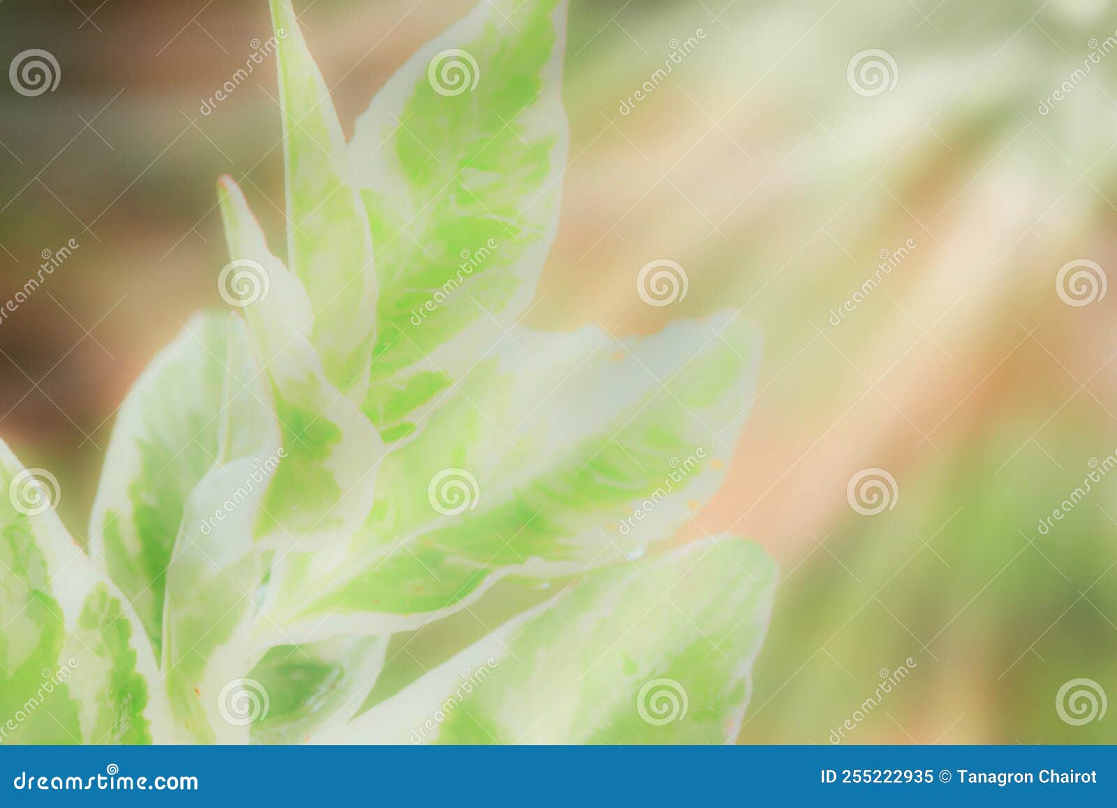 Soft Focus Green and White Leaves, Raindrops and Sun Rays in the
