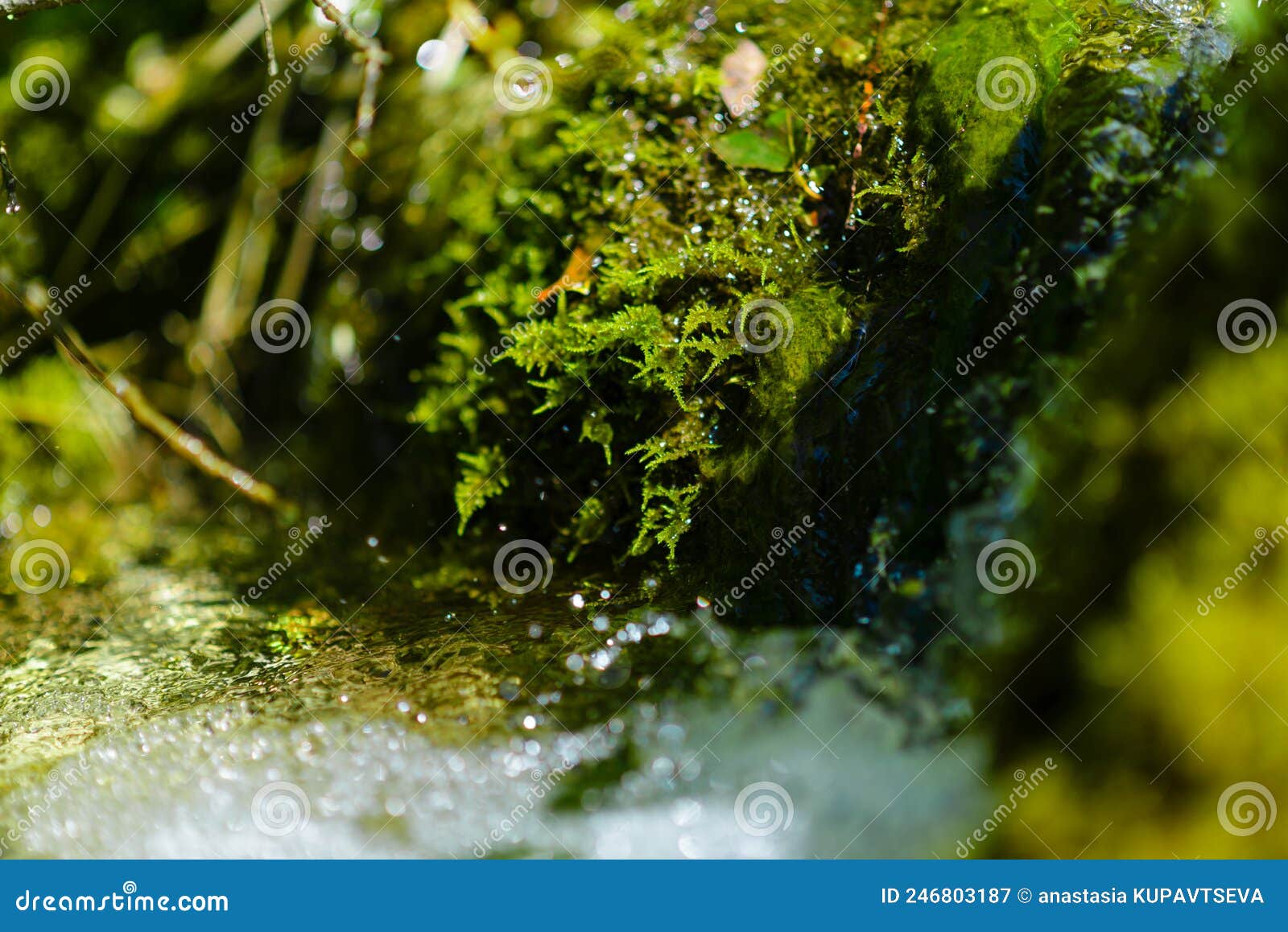 soft focus macro water droplet dripping from moss waterfall source pody flora