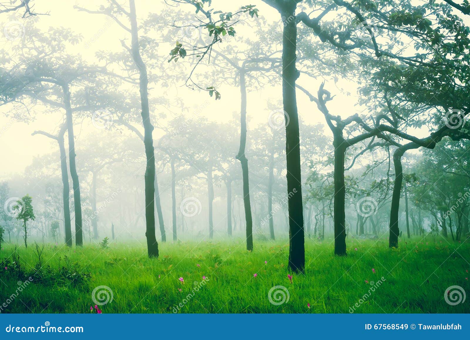 soft focus of misty forest after rain, abstract nature background.