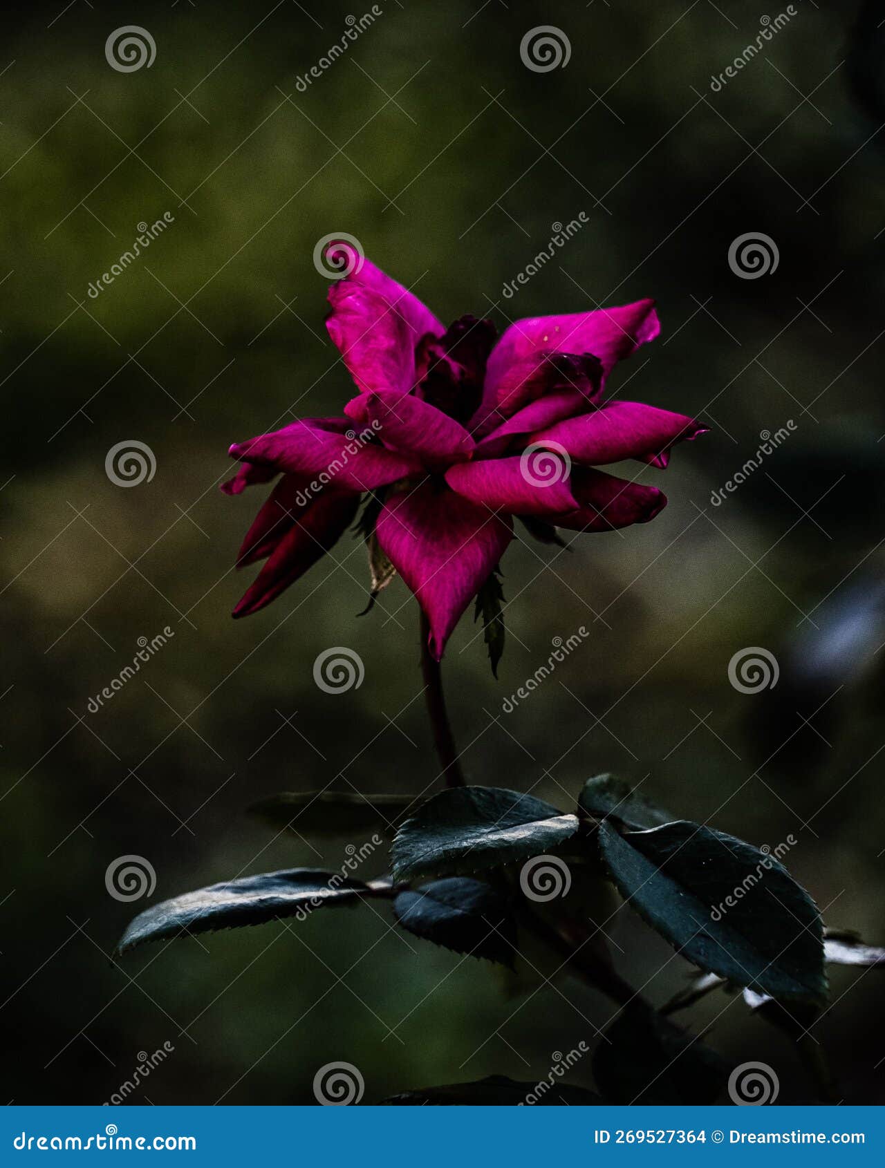 Soft Focus of a Rose Flower with Petals Falling Off Stock Photo Image