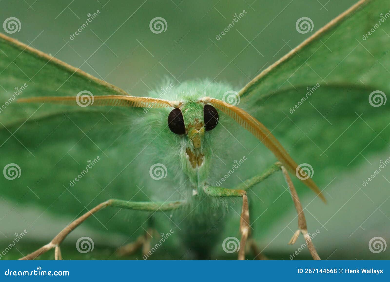 soft frontal closeup on the emerald geometer moth, geometra papilionaria sitting with open wings