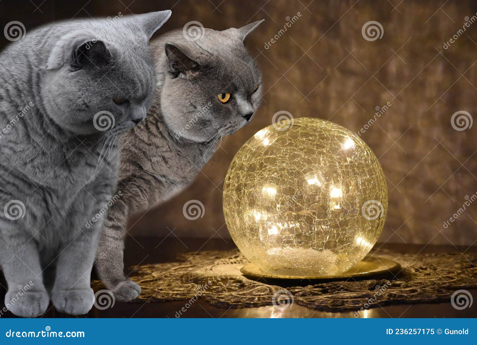 two carthusian cats look curiously at a shimmering glass globe