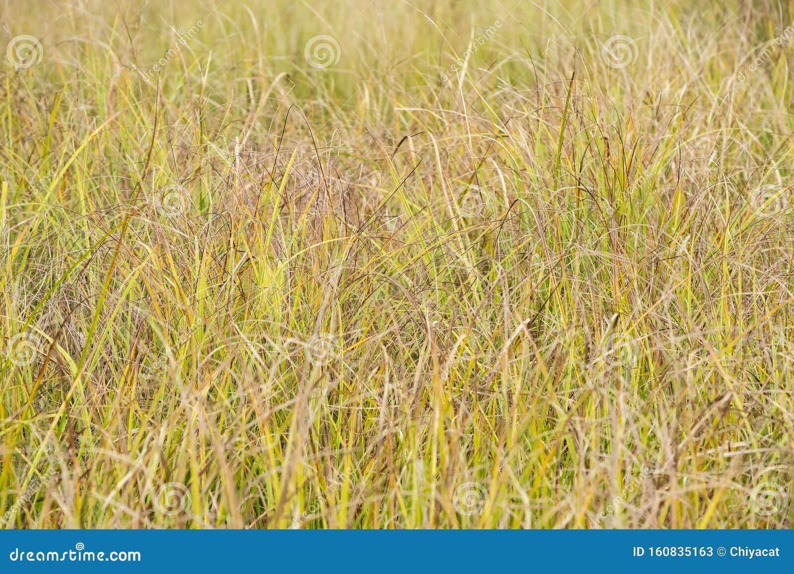 Soft Grass In A Marshy Area #2 Stock Image  Image of algonquin