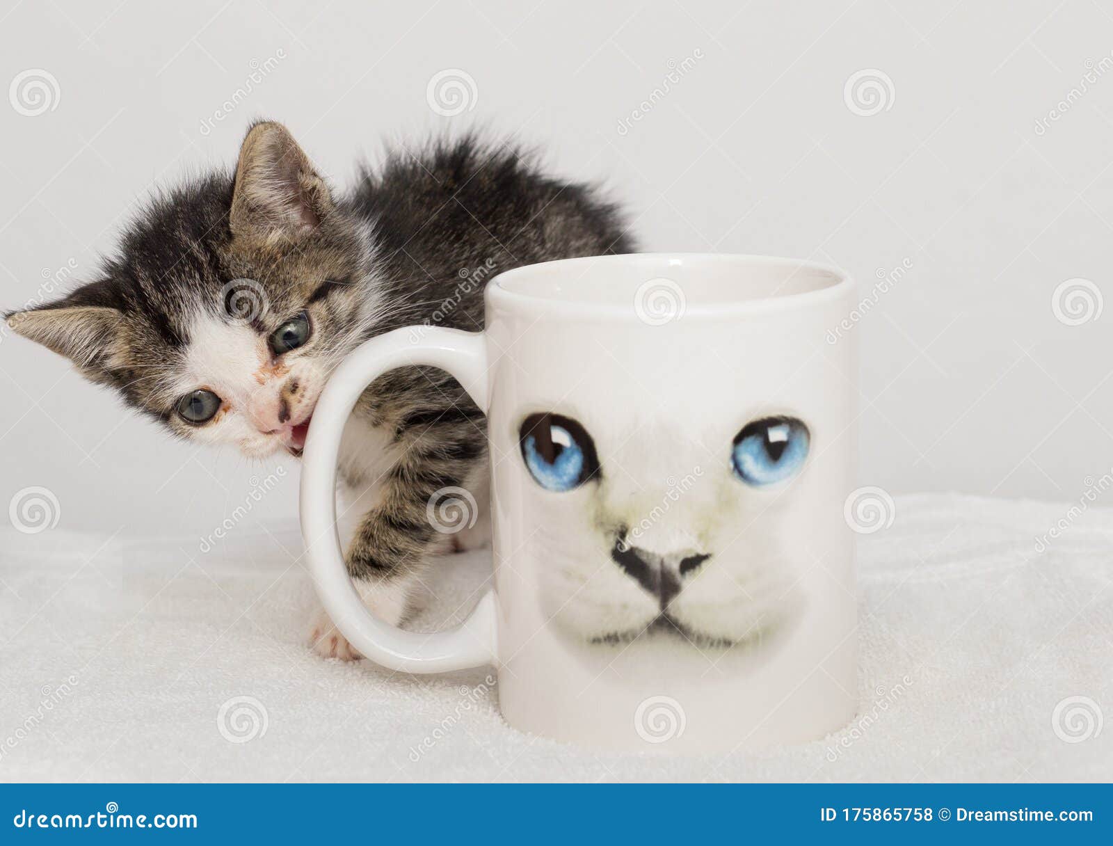 Soft Kitty, Warm Kitty, Little Ball of Fur Stock Photo - Image of ...