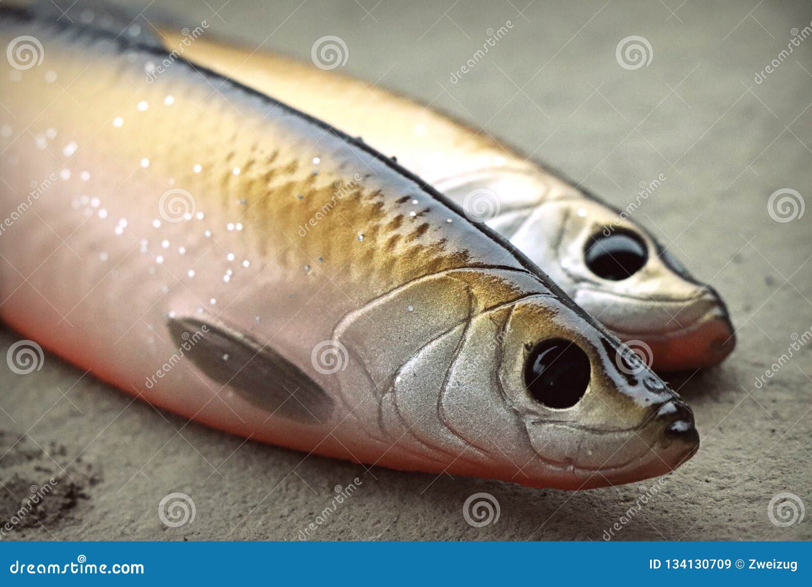 Two Large Life-like Soft Fishing Lures Herrings Stock Image - Image of  magic, lure: 134130709