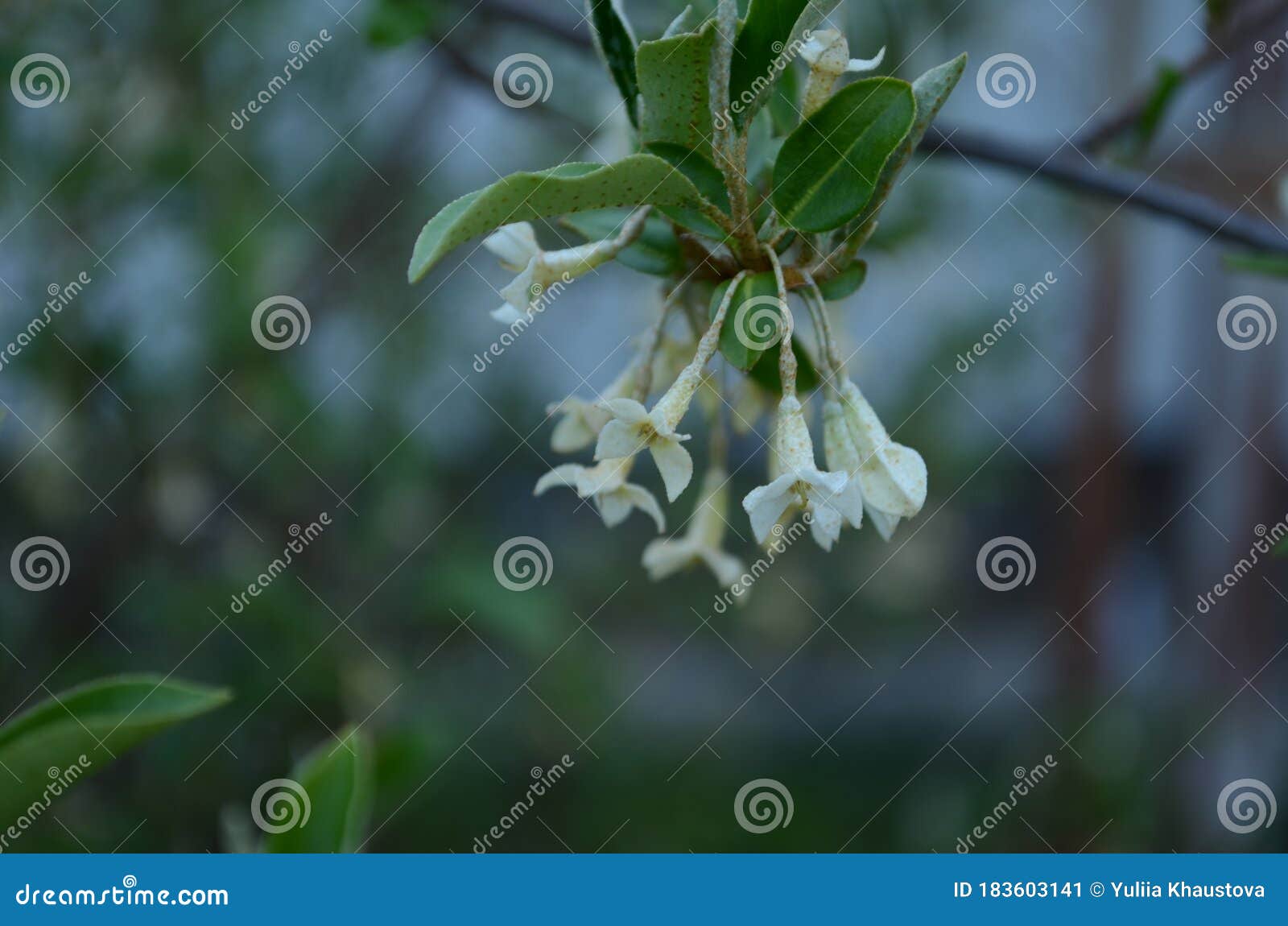 soft macro focus delicate small flowers of elaeagnus umbellata. spring miracle of this blooming plant. selective focus.