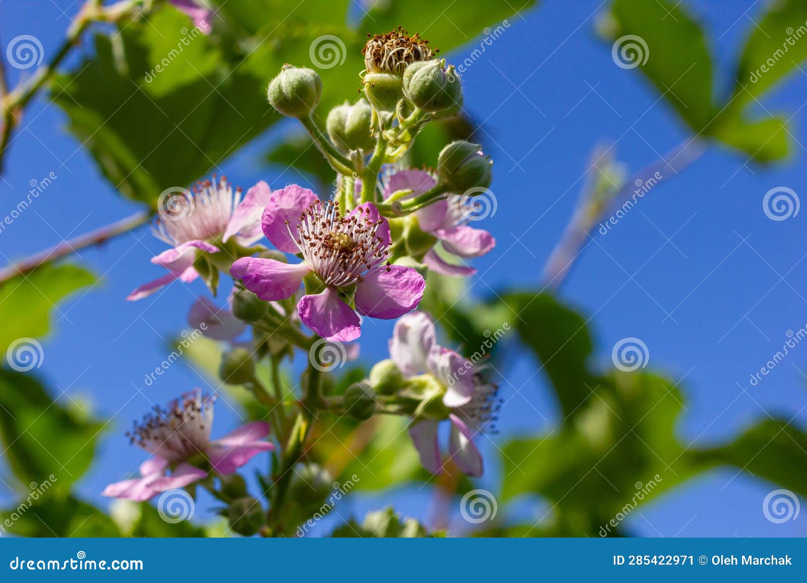 Soft Pink Blackberry Flowers and Buds in Spring Rubus Fruticosus