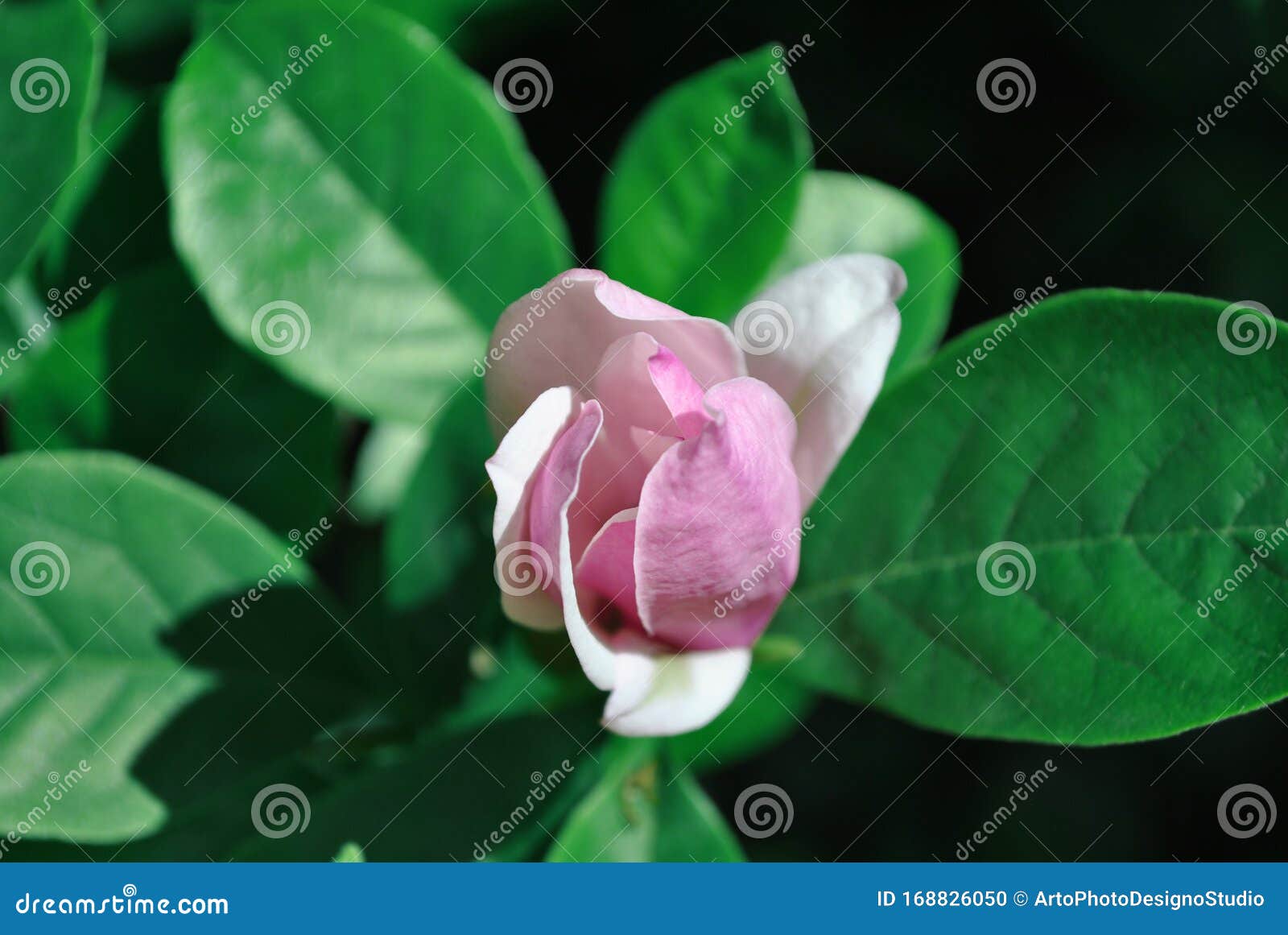 Soft Pink Magnolia Soulangeana Saucer Magnolia Flower Bud Close Up Detail Top View Soft Dark Green Blurry Leaves Stock Photo Image Of Garden Lily 168826050