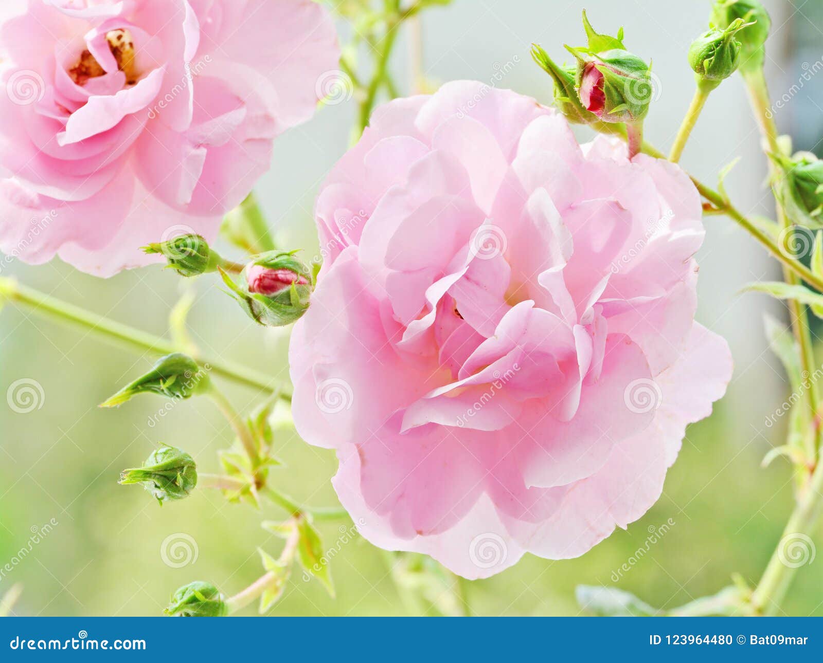 Soft pink roses closeup stock photo. Image of soft, green - 123964480