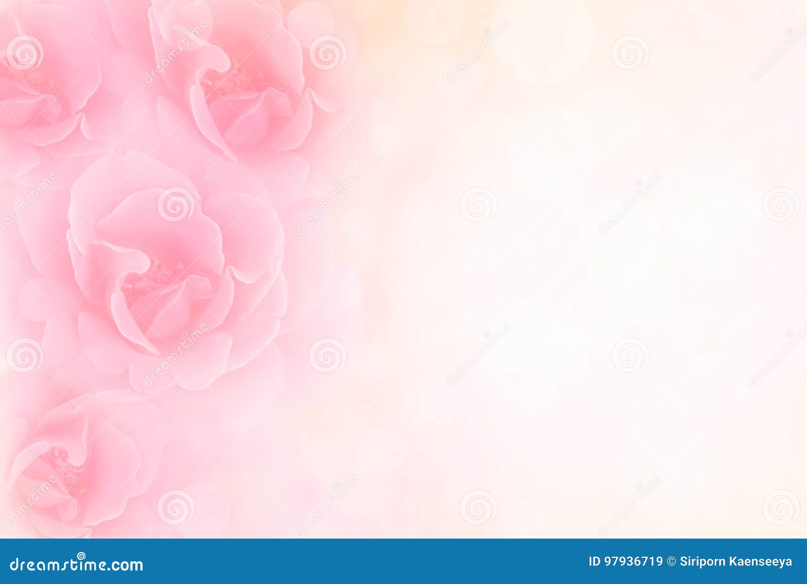 soft pink roses flower vintage border valentine background