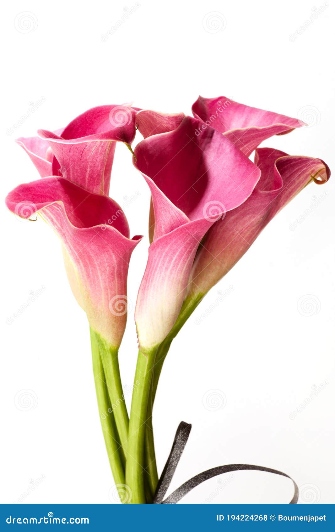 soft red calla flowers  on white background.