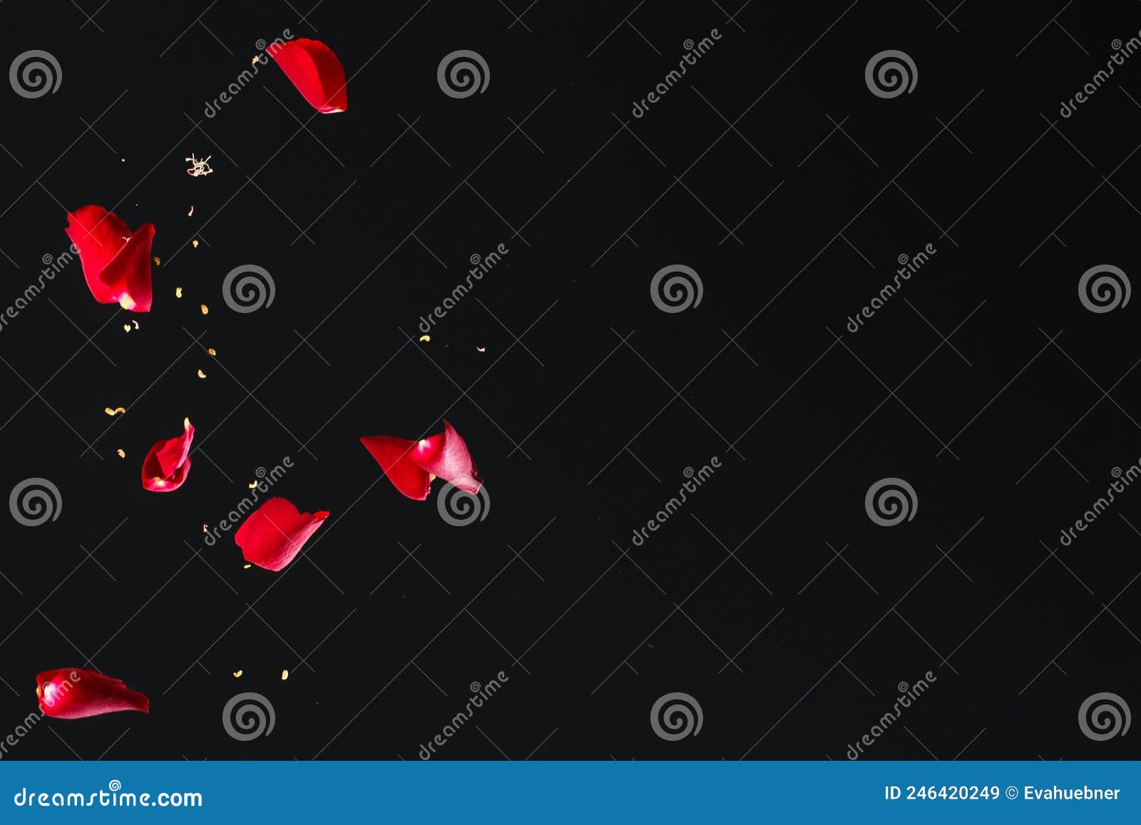 Red Rose Petals Falling in Front of Black Background Stock Image