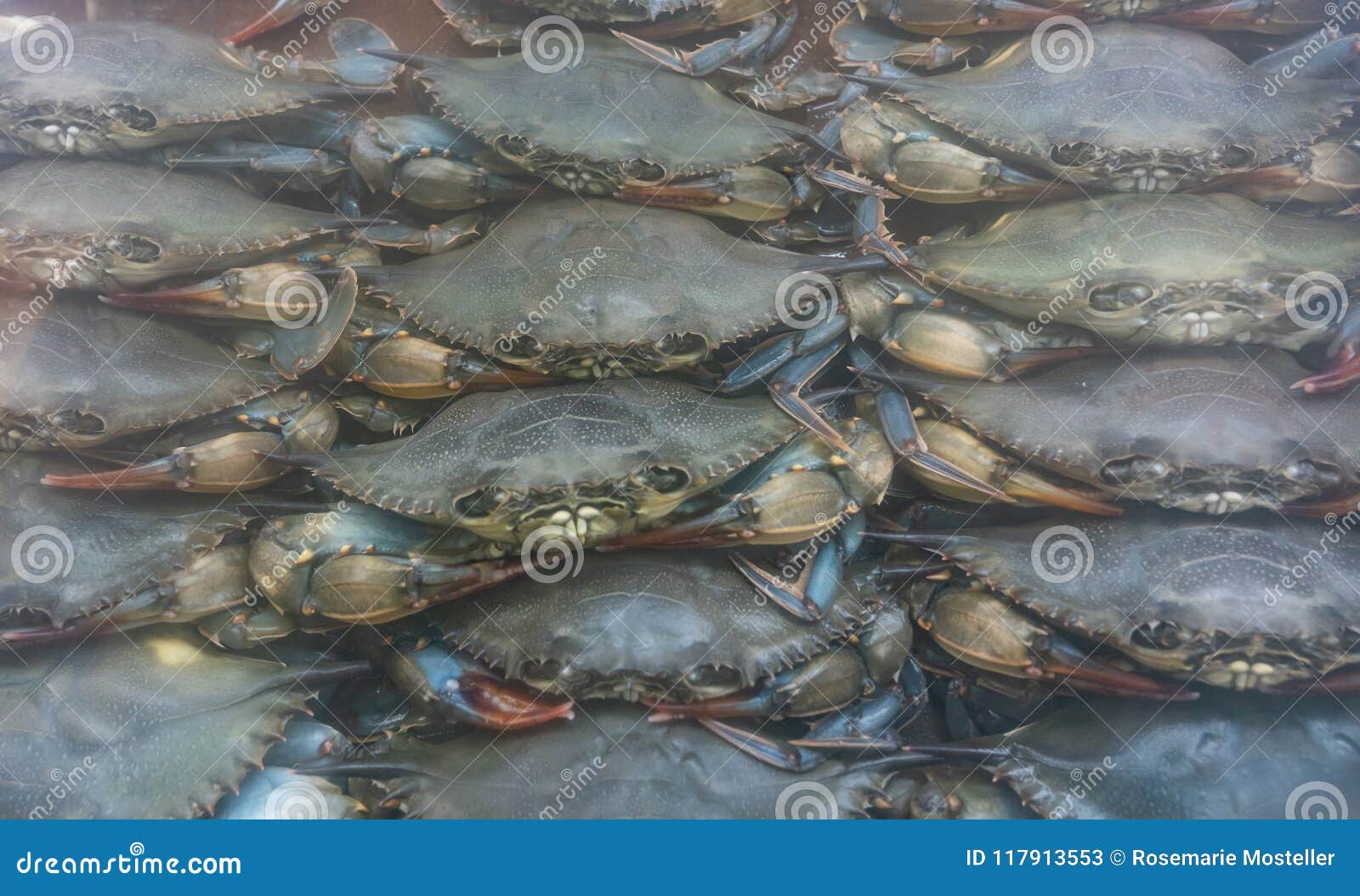 Soft shell crabs for sale stock image. Image of summer - 117913553