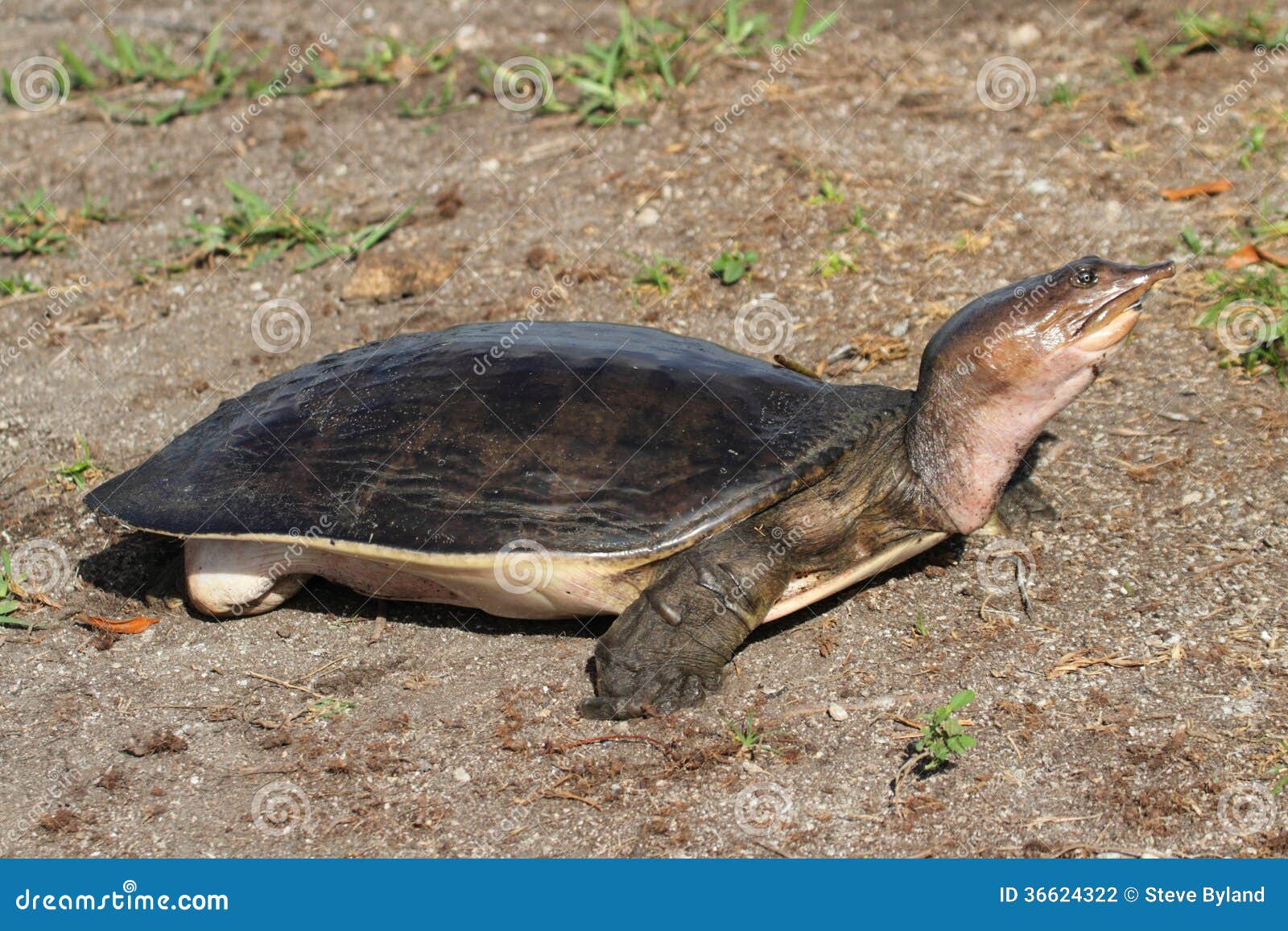 Soft-shelled Turtle stock photo. Image of tortoise, reptile - 36624322