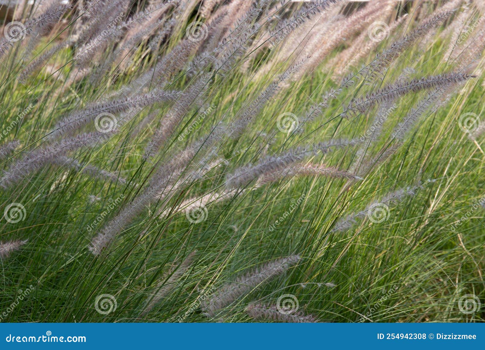 Needle Grass Meadow in the Park Stock Photo Image of garden