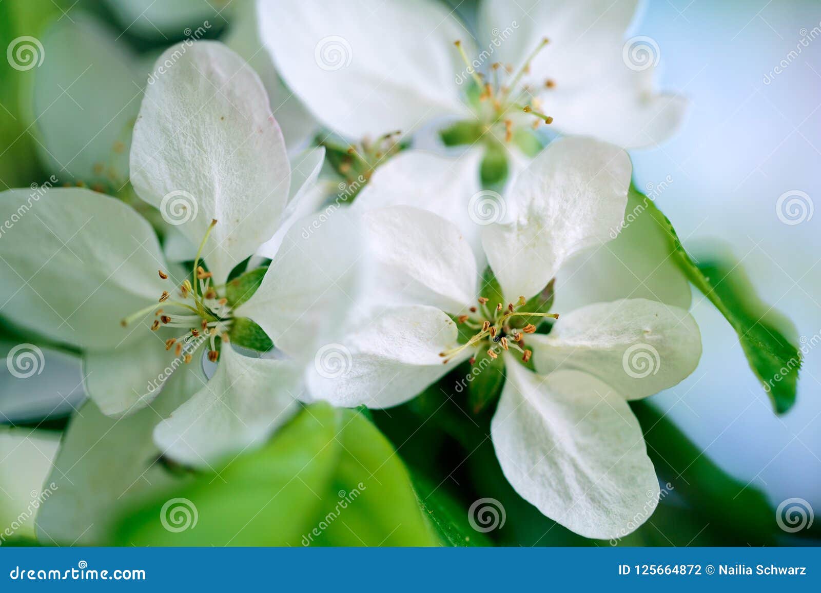 Soft White Cherry Blossoms in Spring Stock Photo Image of white, pink