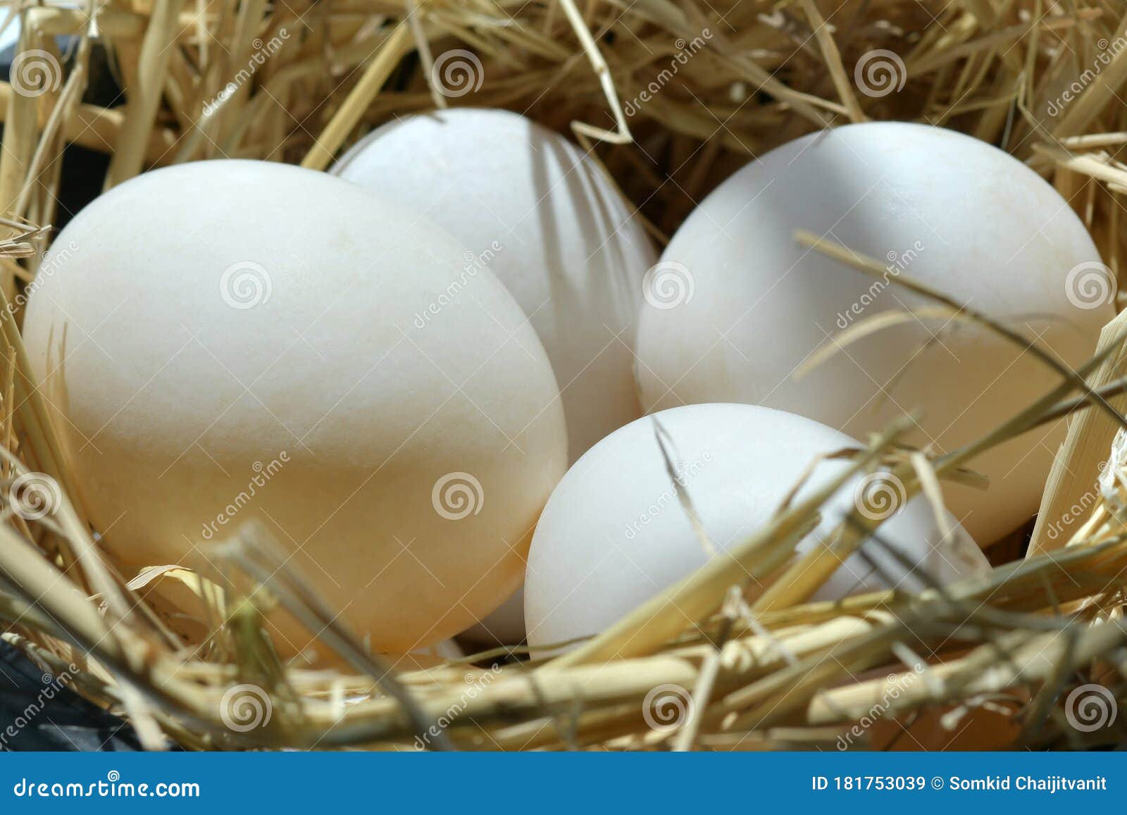 Yellow Chicken Eggs in a Basket Stock Image Image of pattern, checked