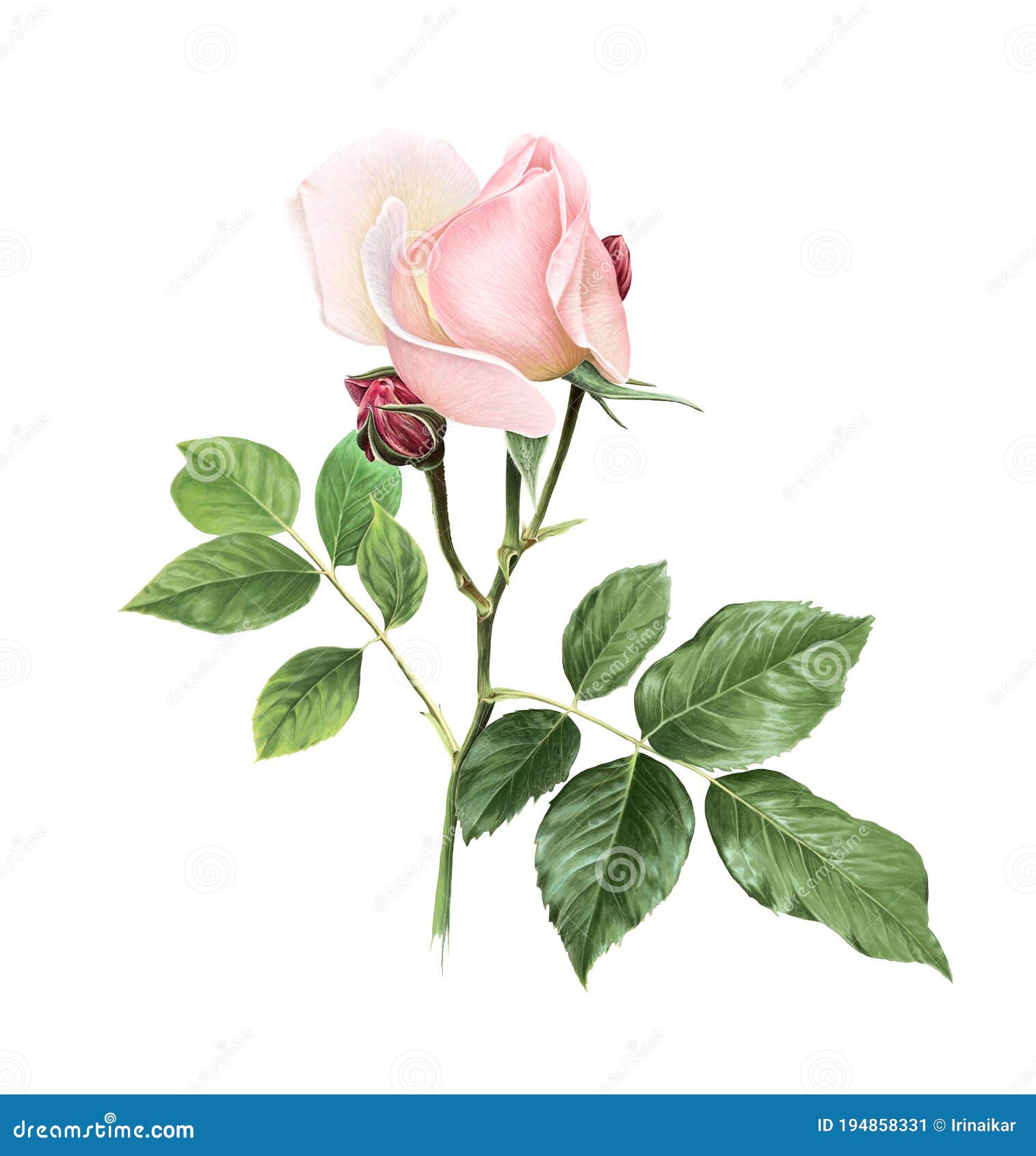 Softness Coral Pink Rose Flower with Green Leaves. Isolated Color ...