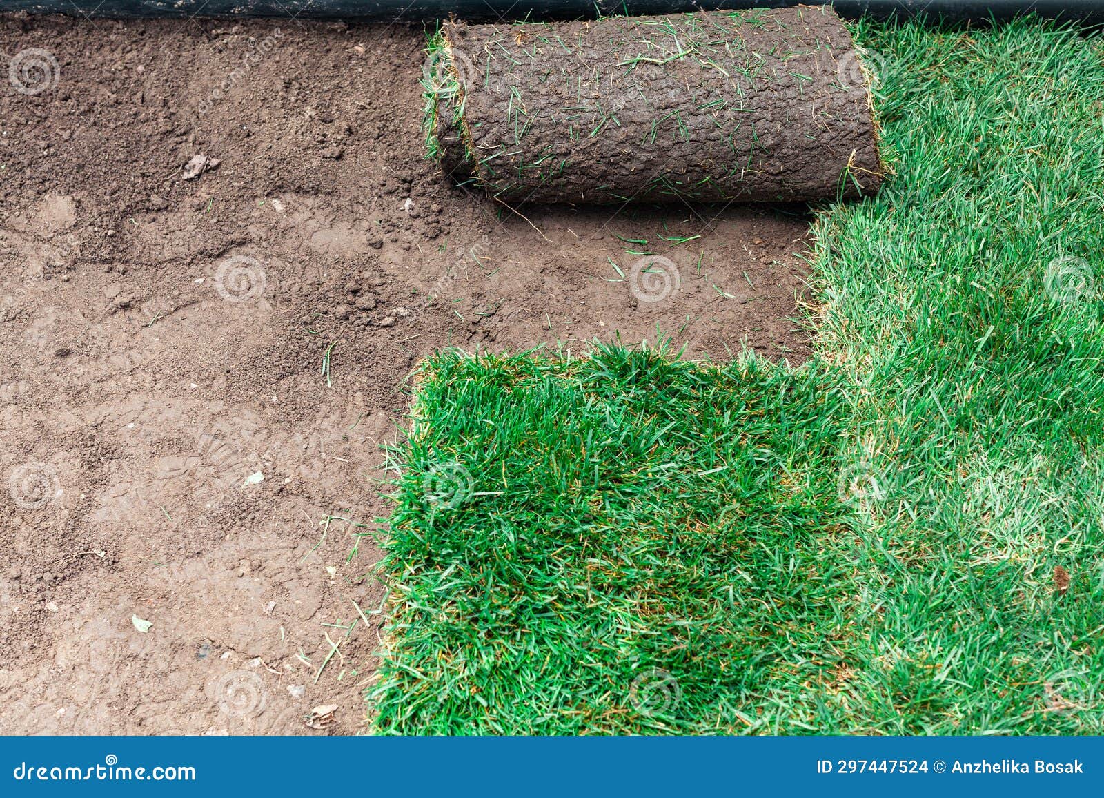 Soil Coating with Rolls of a Lawn Stock Photo Image of grass, lawn 297447524