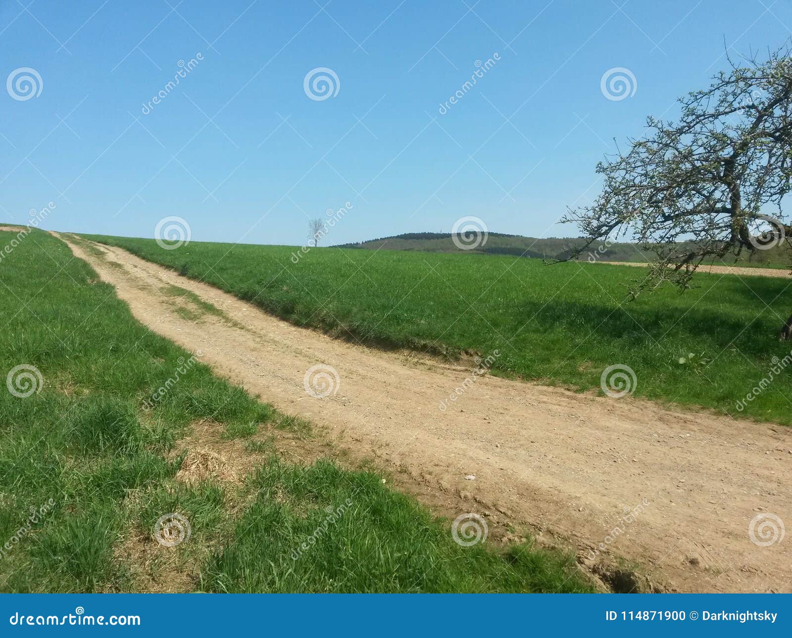 soil covered path inside meadows