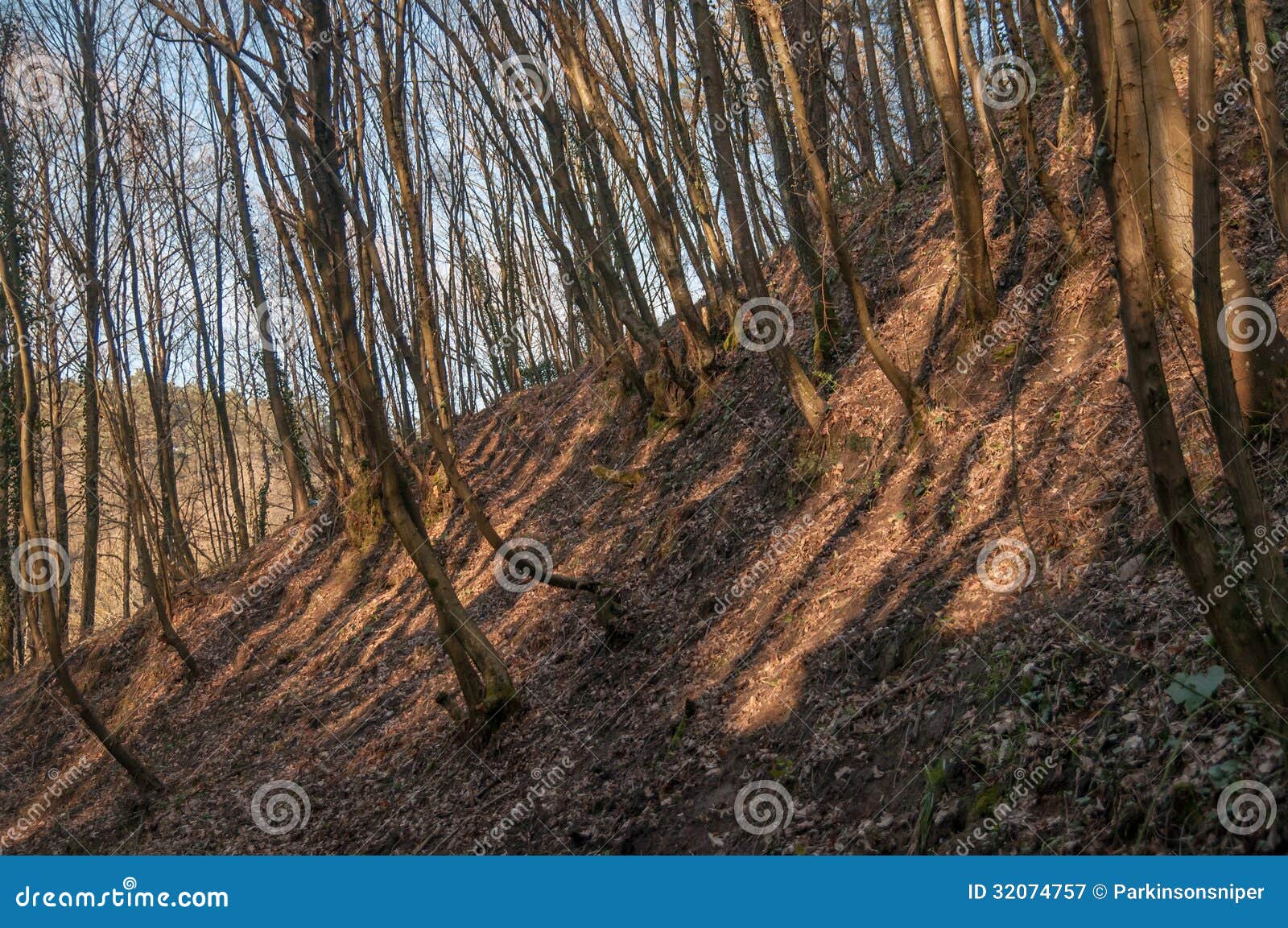 soil erosion forest