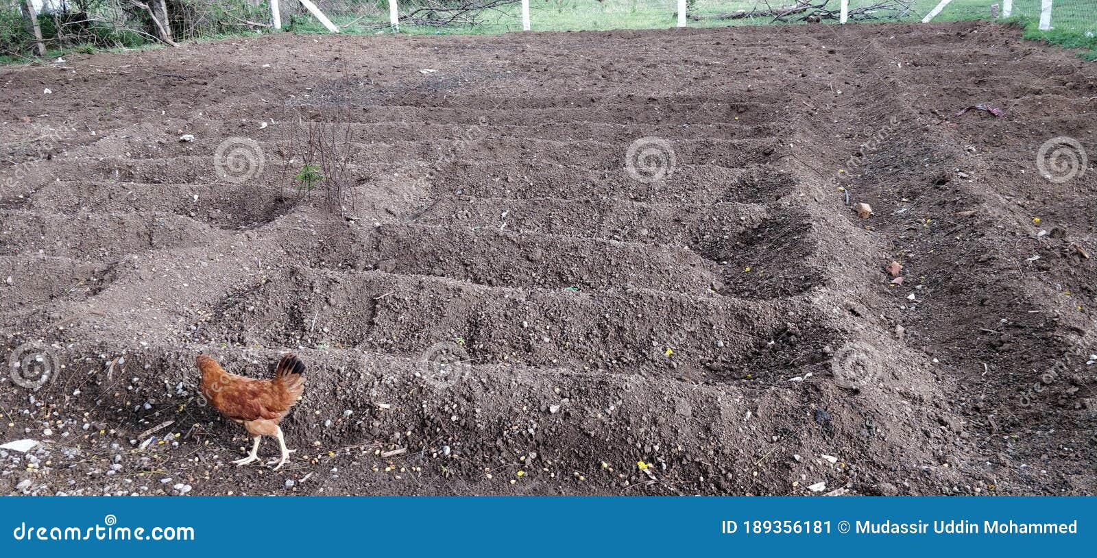 Soil Farm Land Plantation Meadows Stock Image Image of plantation