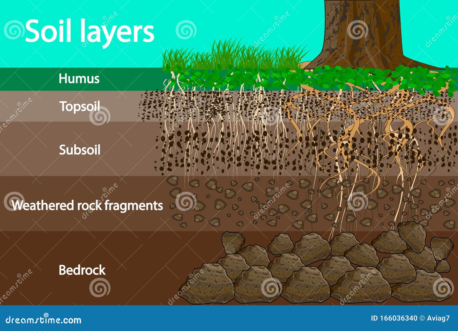 Soil Layers. Diagram For Layer Of Soil. Stock Vector - Illustration of