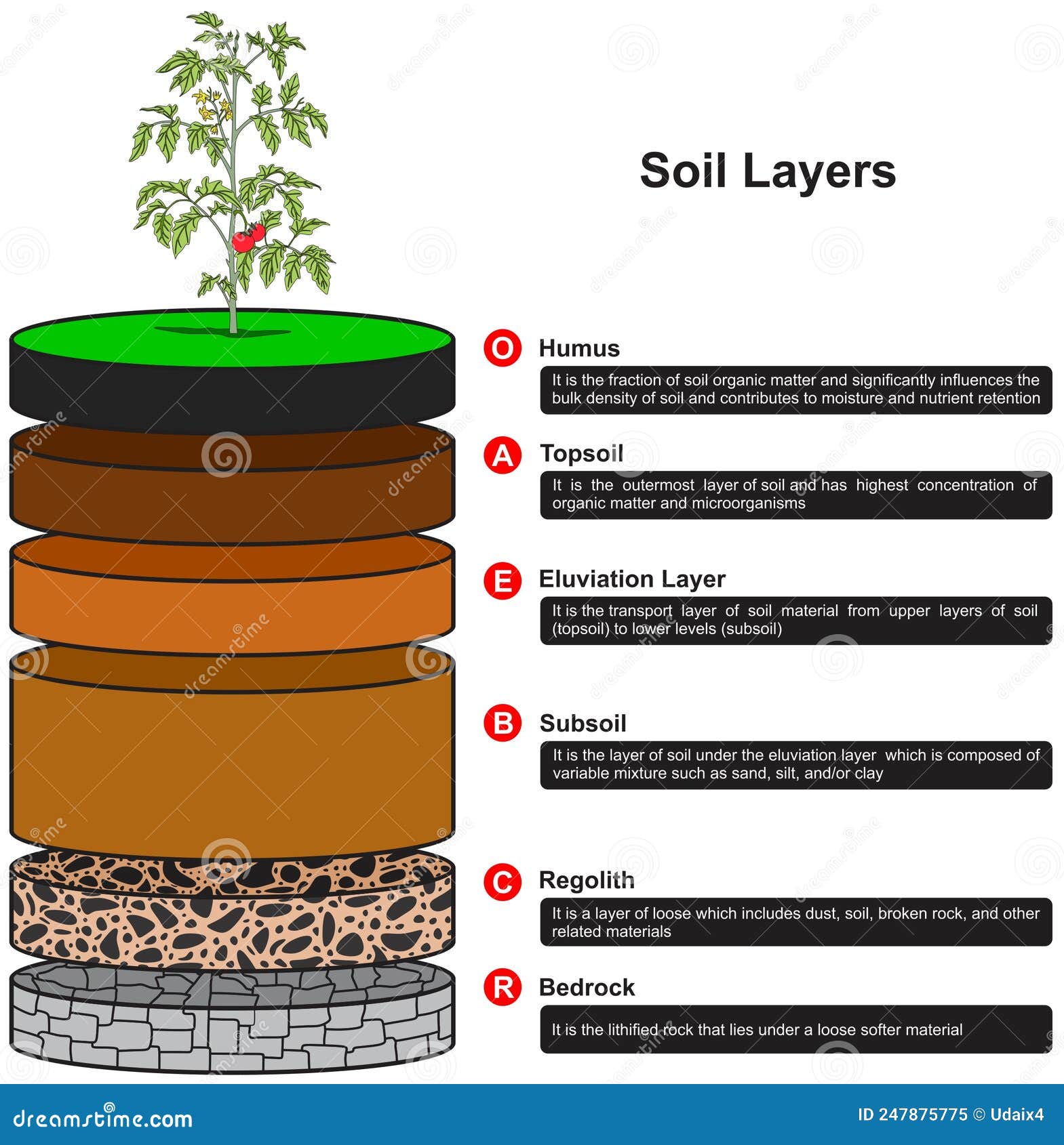 soil layers infographic diagram biology geology agriculture science dirt