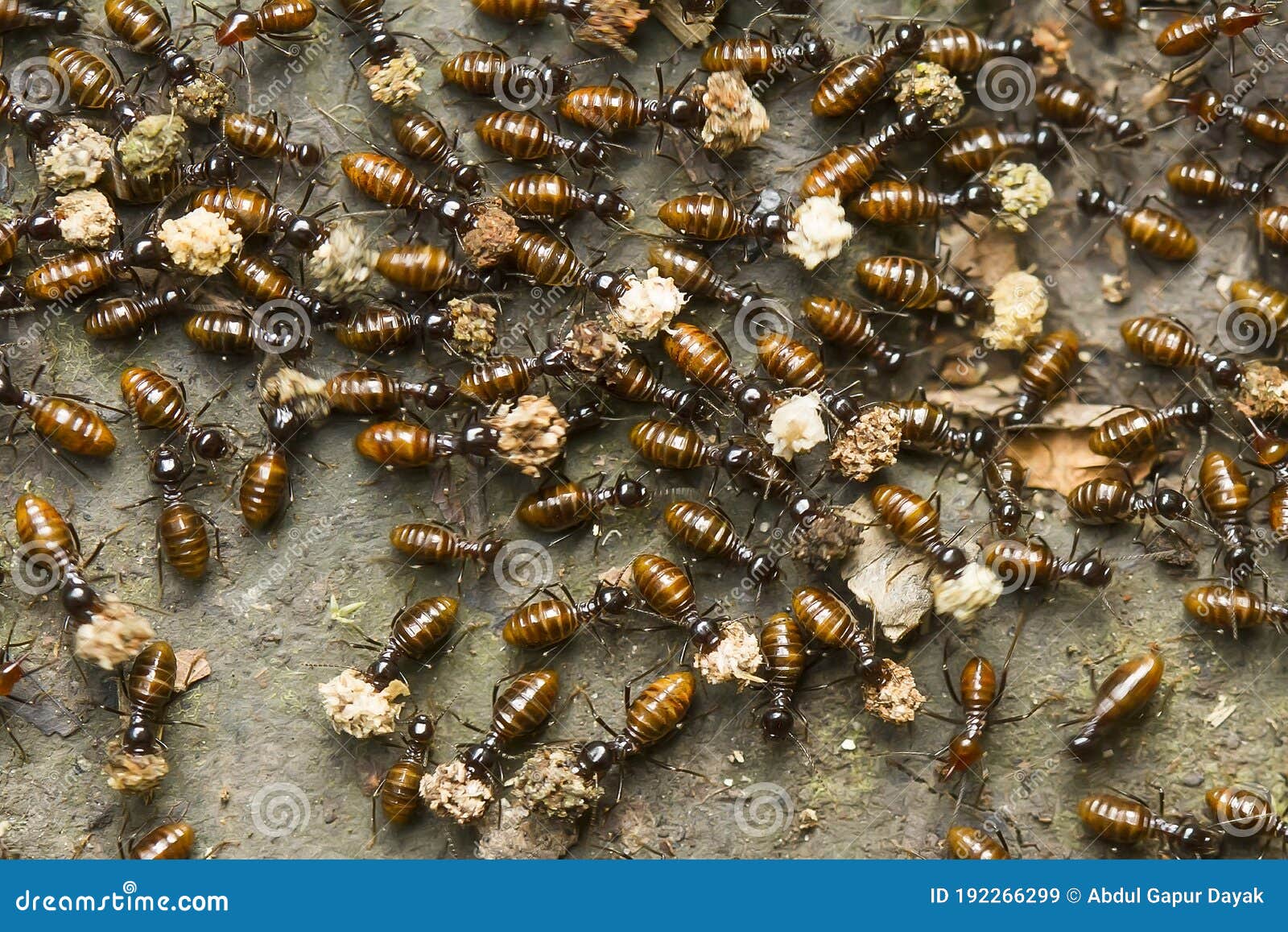 Soil Termites on Colony stock image. Image of colony - 192266299