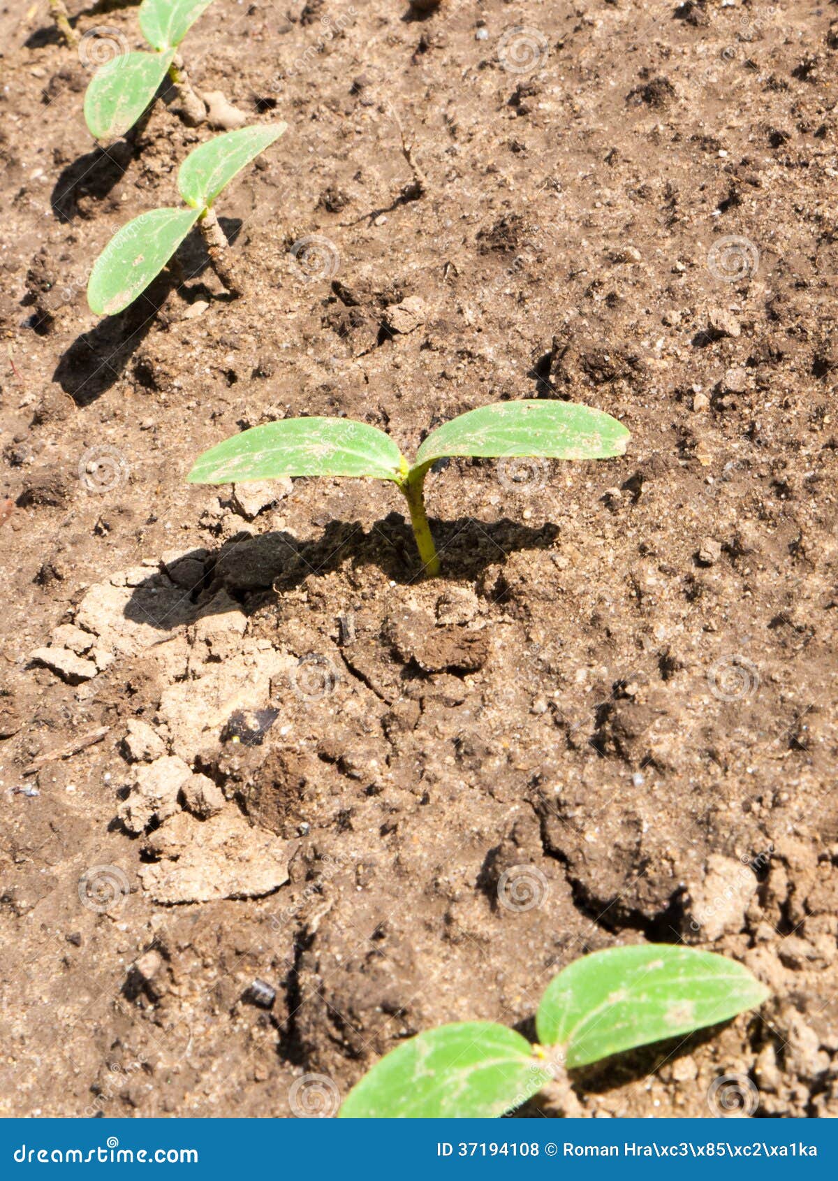 Soil with Young Sunflower Sprouts Stock Photo Image of nature