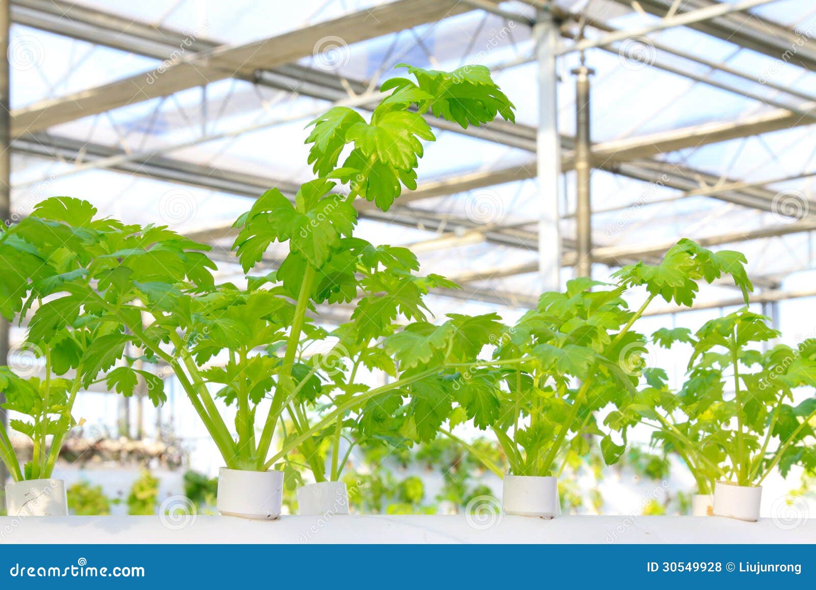 Soilless Cultivation Of Celery In A Botanical Garden Stock Photo