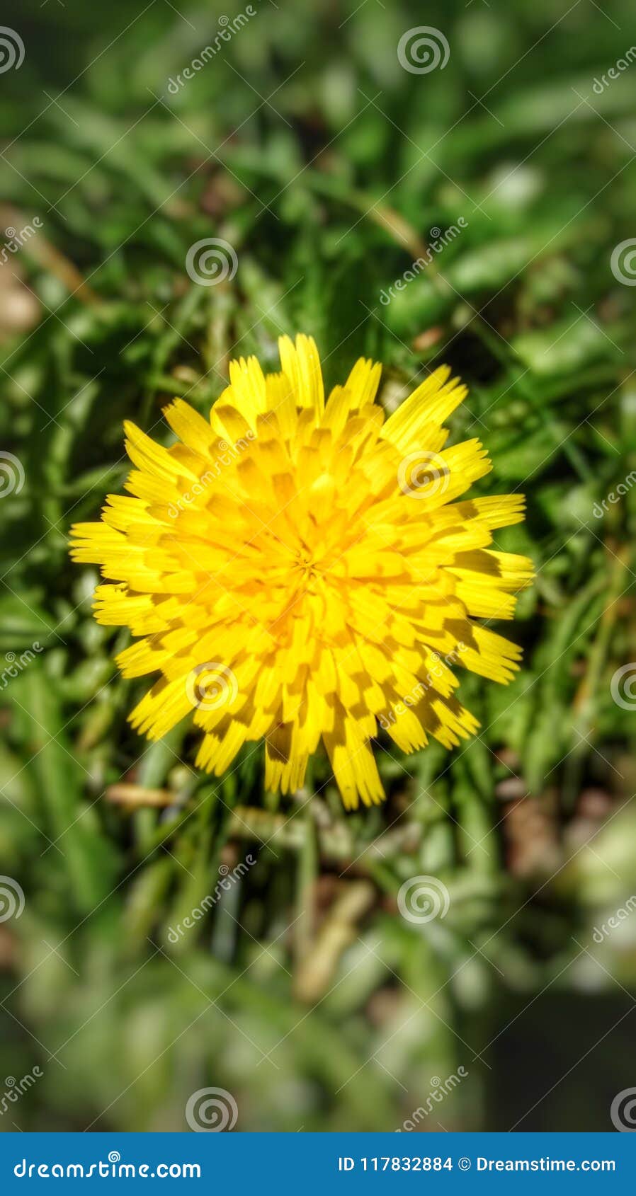 Sol. Dandelion in the sun