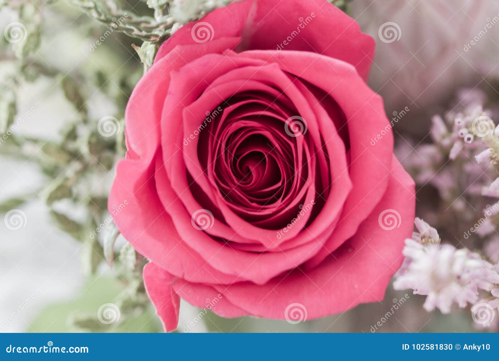 Sola Macro Polvorienta De La Rosa Del Rosa Desde Arriba Foto De