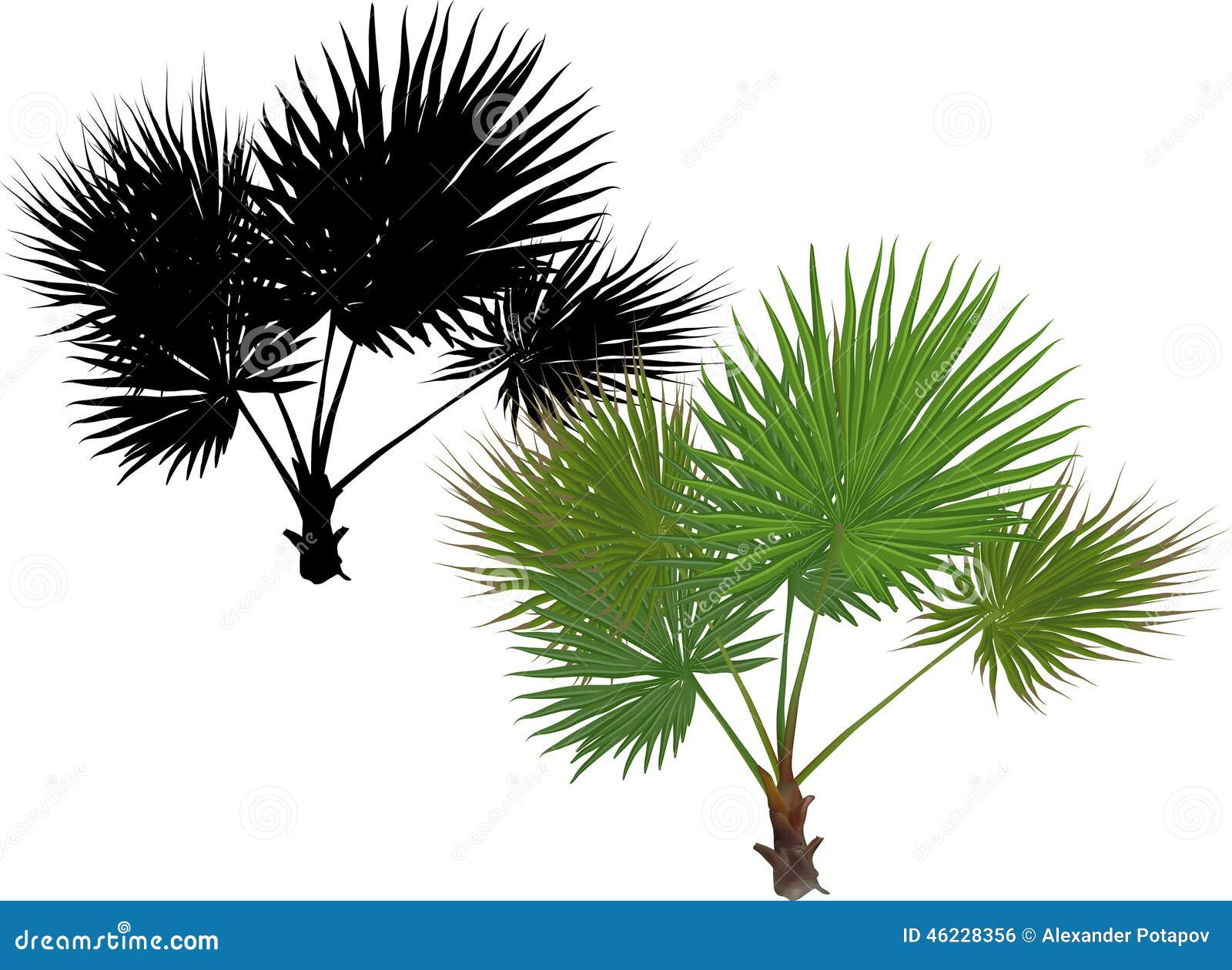 la palmera rey. ** elegante elfenbeinfarbener raíz y jugosa hojas verdes