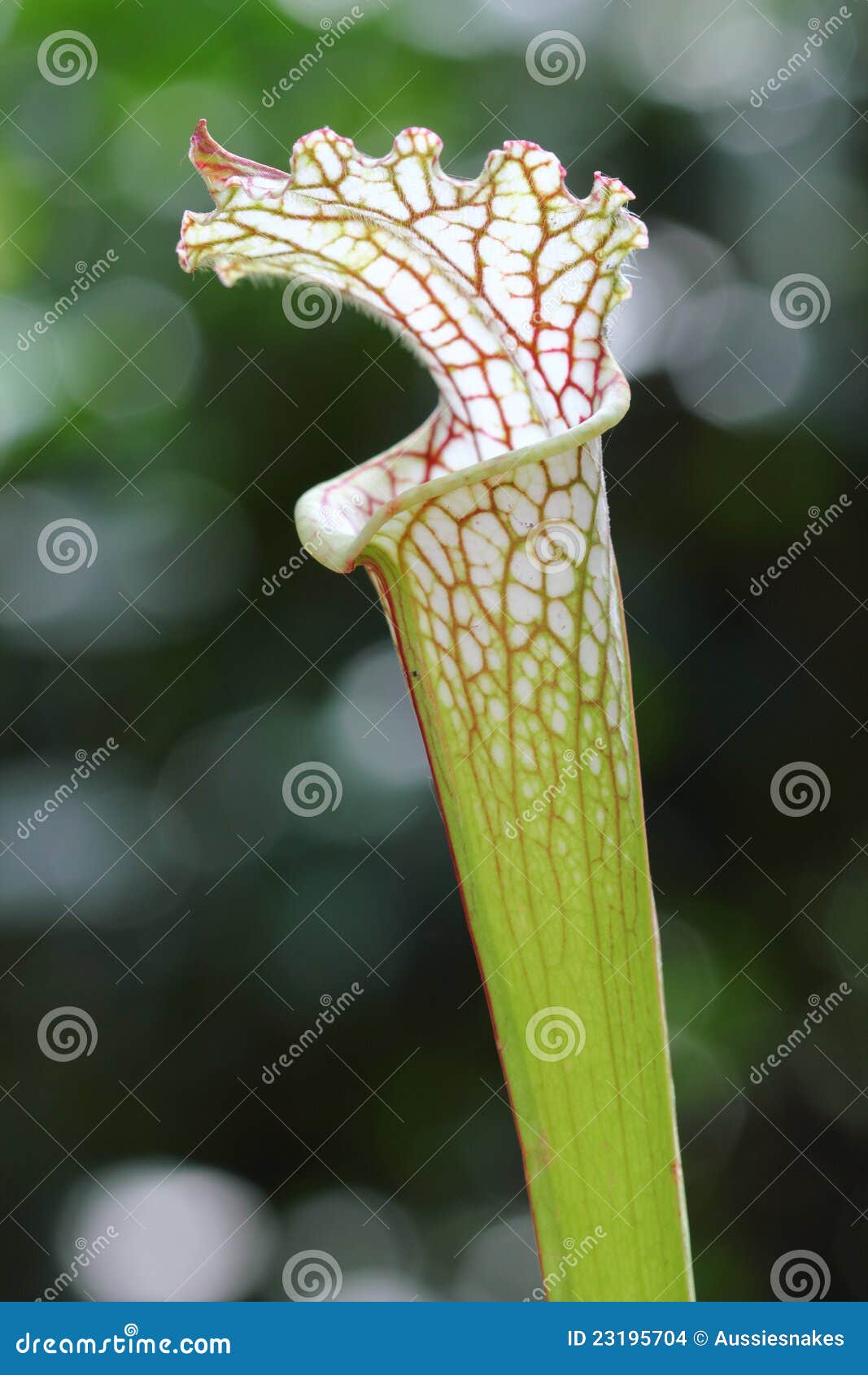 Sola Planta De Jarra Blanca Foto de archivo Imagen de mosca, macro