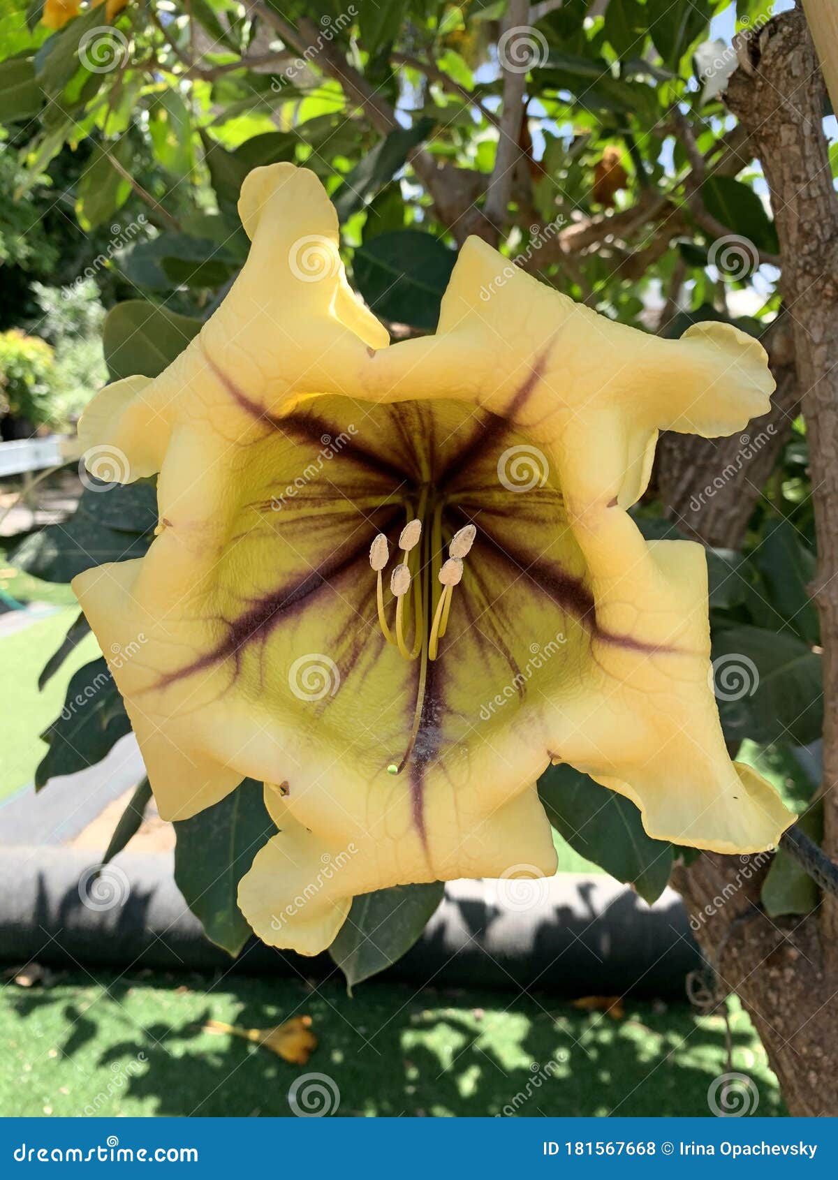 flower of solandra large-flowered solandra grandiflora is a genus of liana