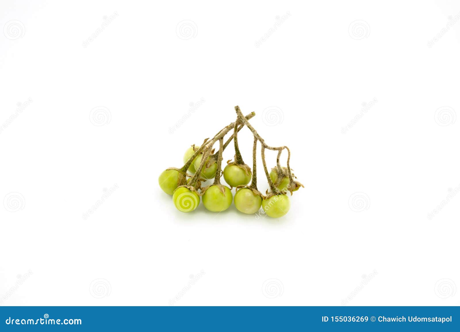 solanum indicum l.  on white background
