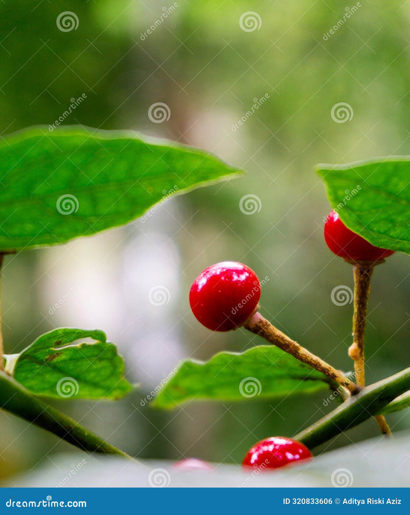 solanum neesianum (lycianthes subtruncata, lycianthes neesiana).