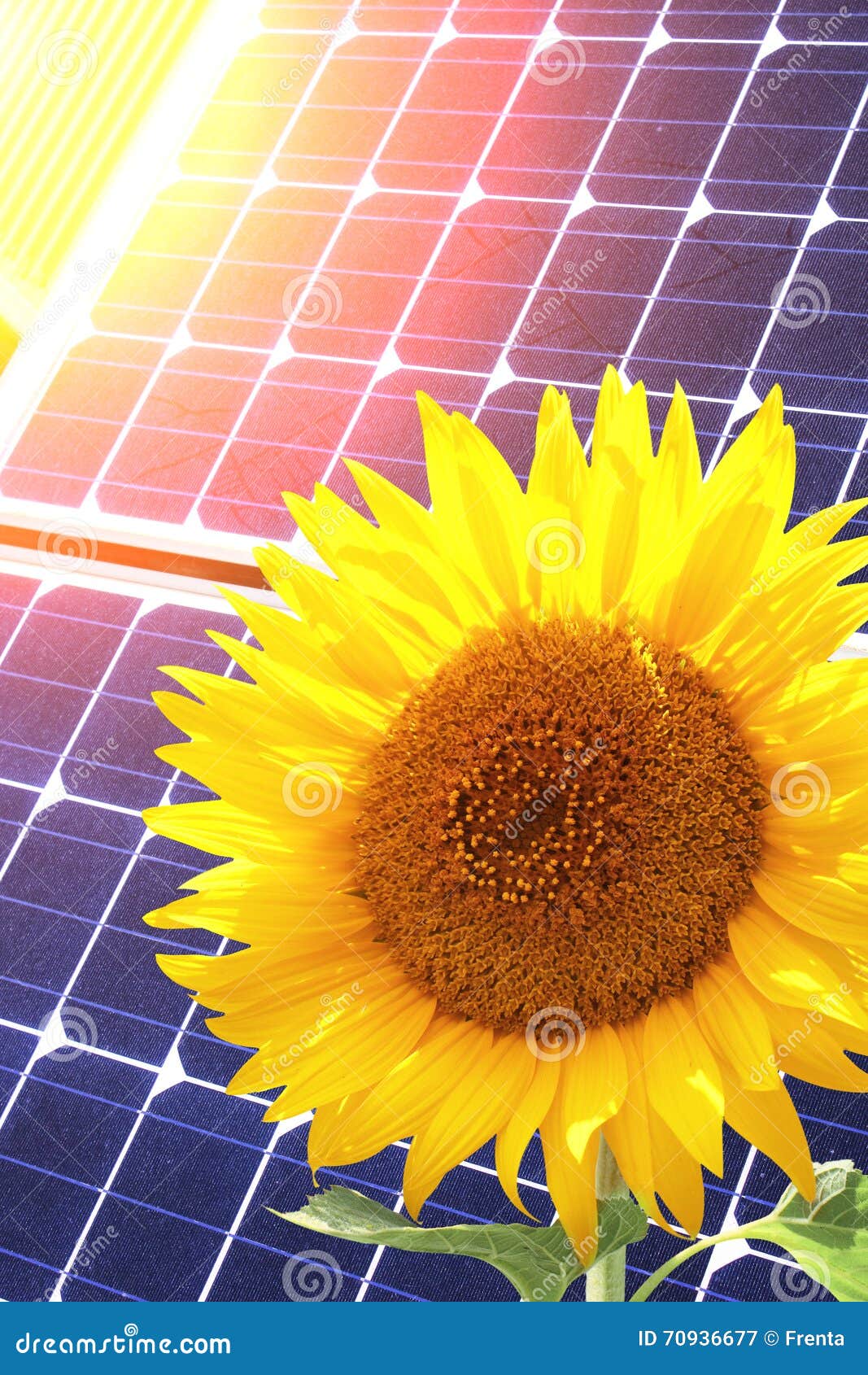 Solar cells and sunflower stock image. Image of alternative 70936677