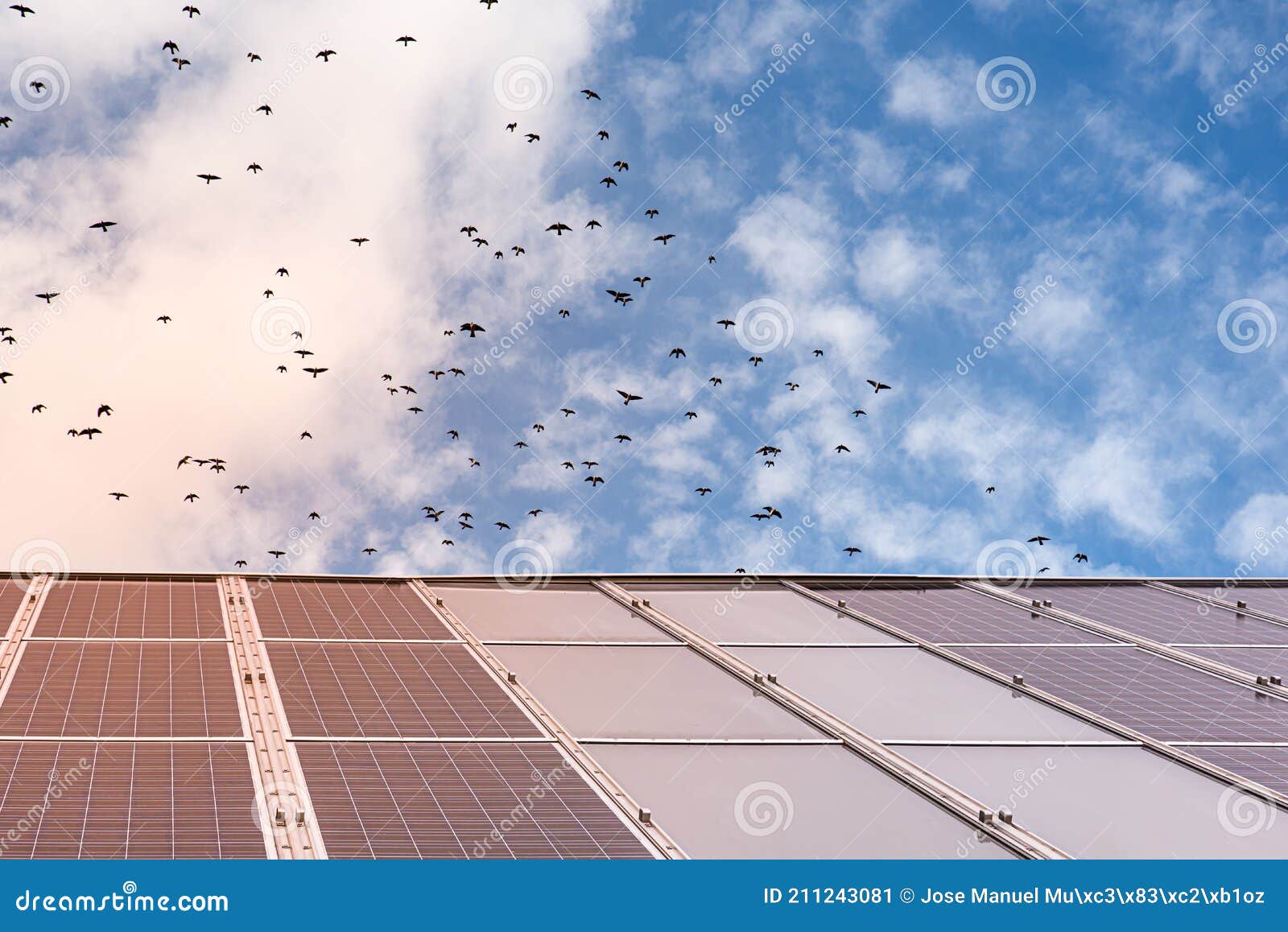 solar panel with sky background and flock of flying birds