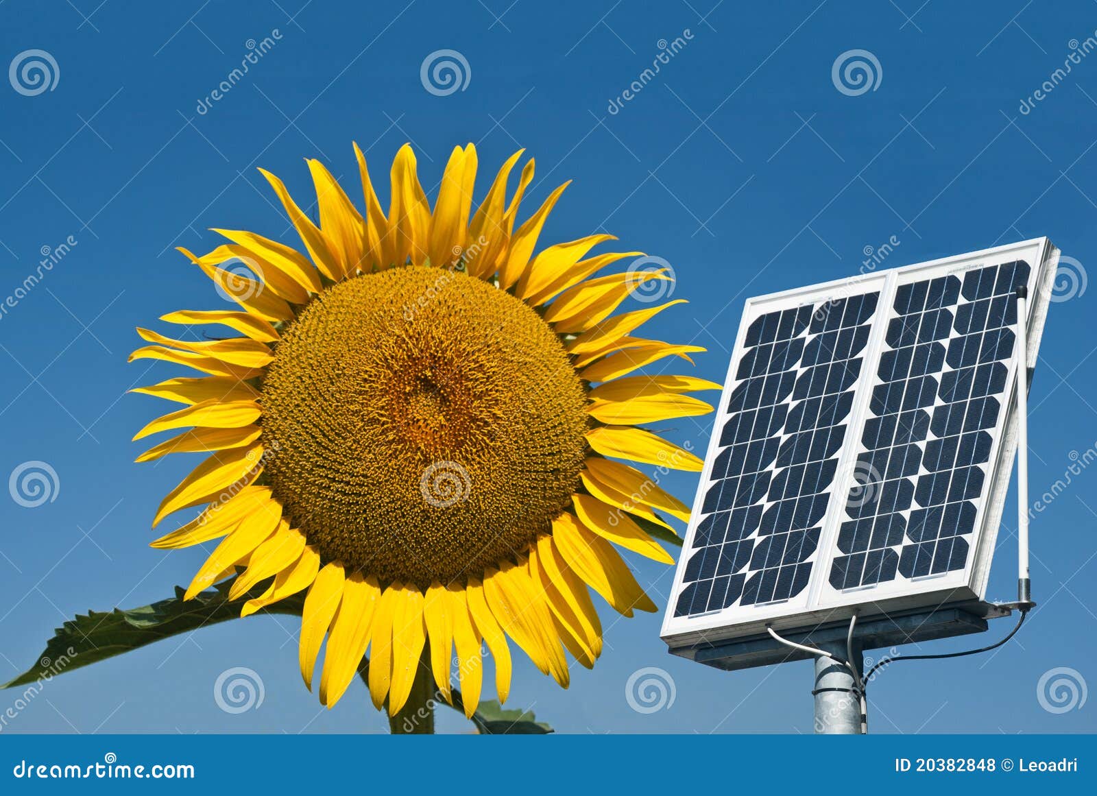 Solar Panel and Sunflower, the Future Energy Stock Photo Image of