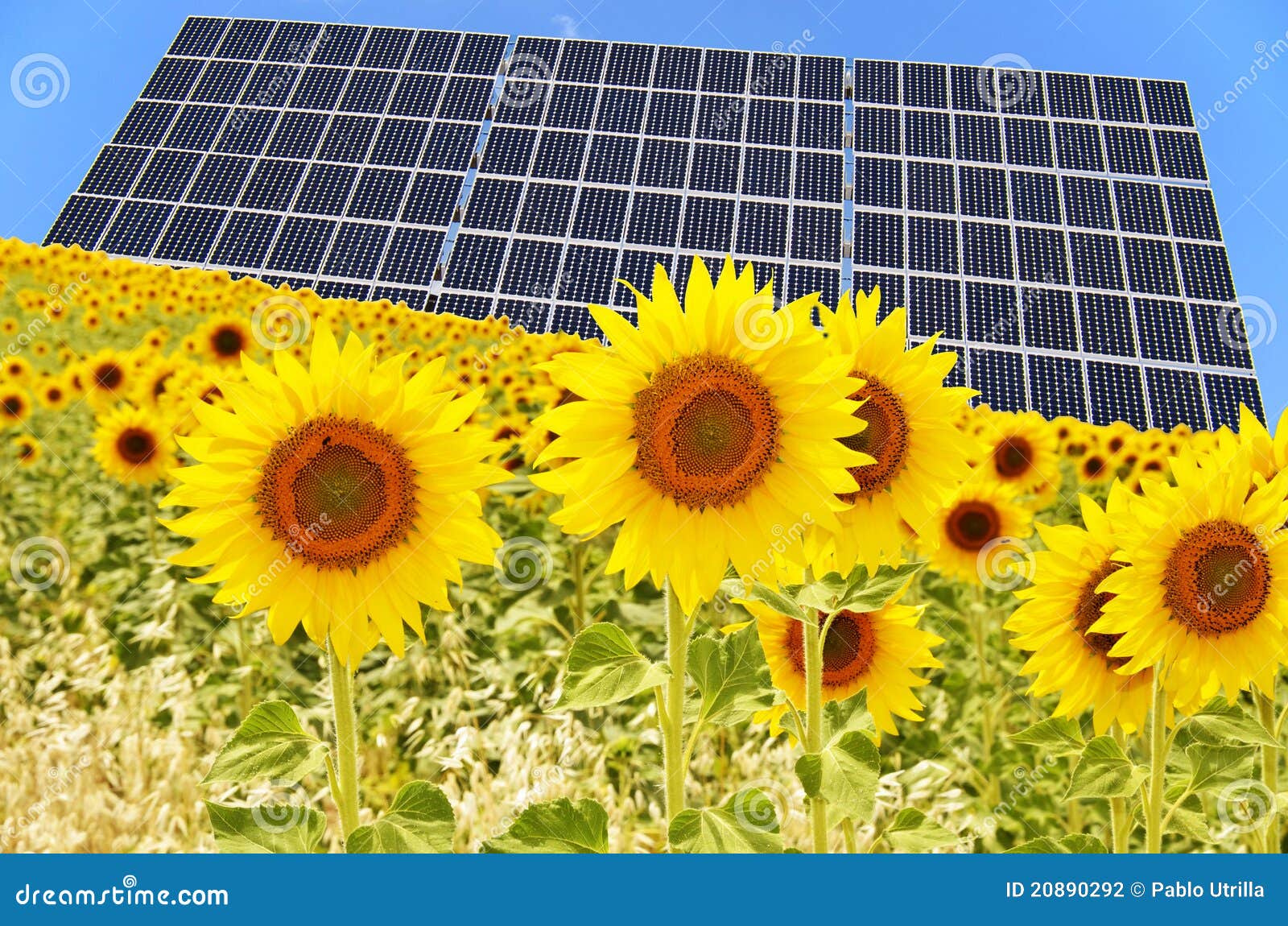 Solar panel and sunflowers stock photo. Image of ecological 20890292