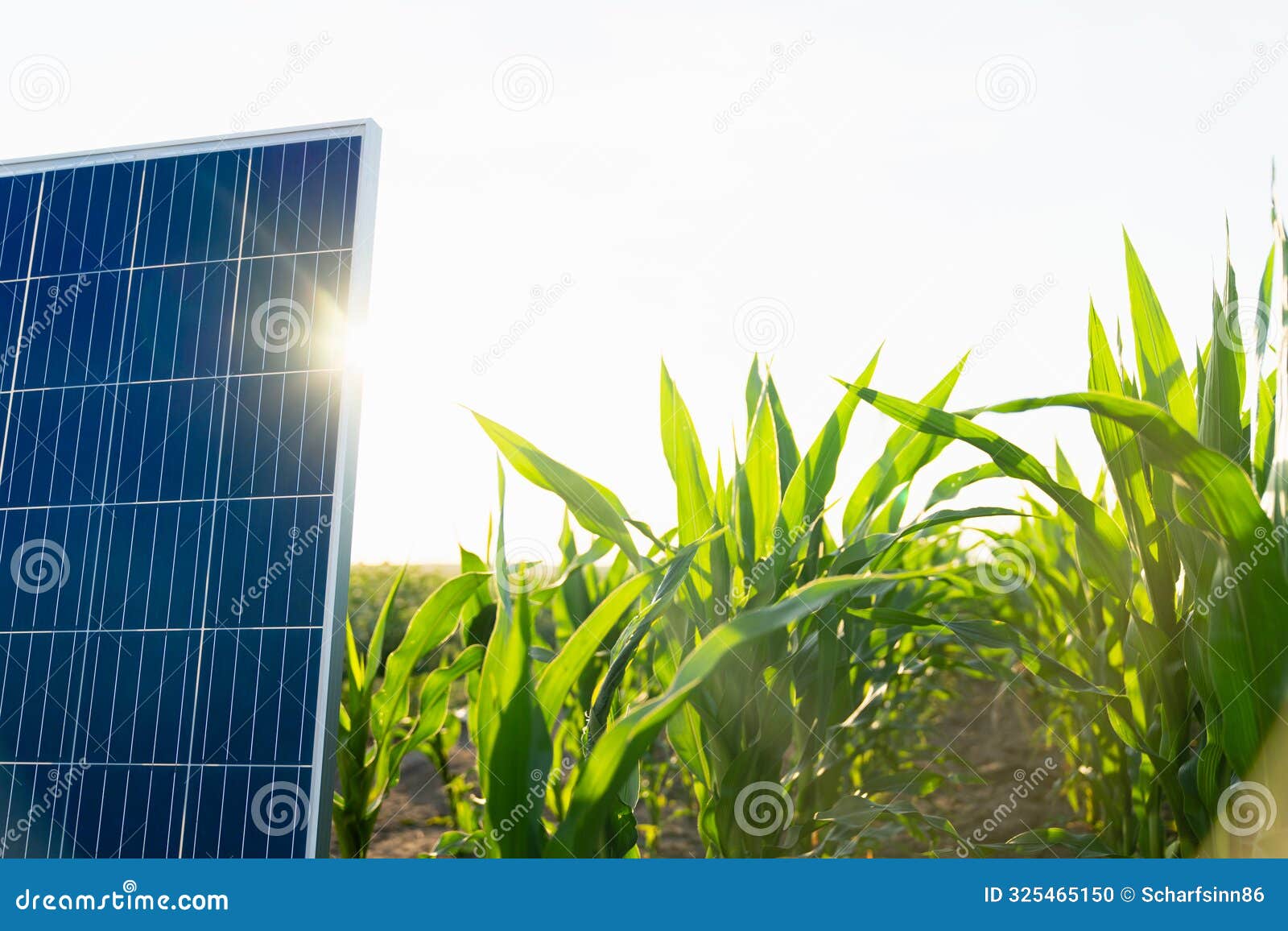 Solar Panel and Wind Turbine on a Corn Field. Sustainable Energy Stock