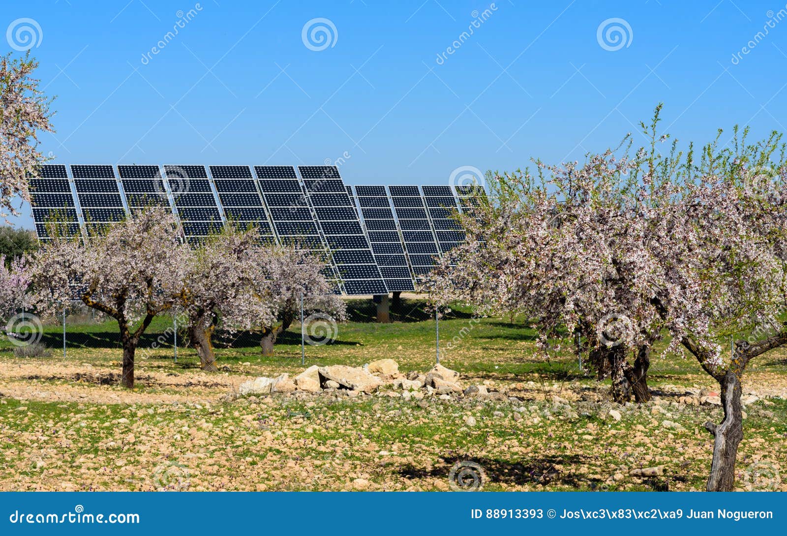 solar panels in almond field ii